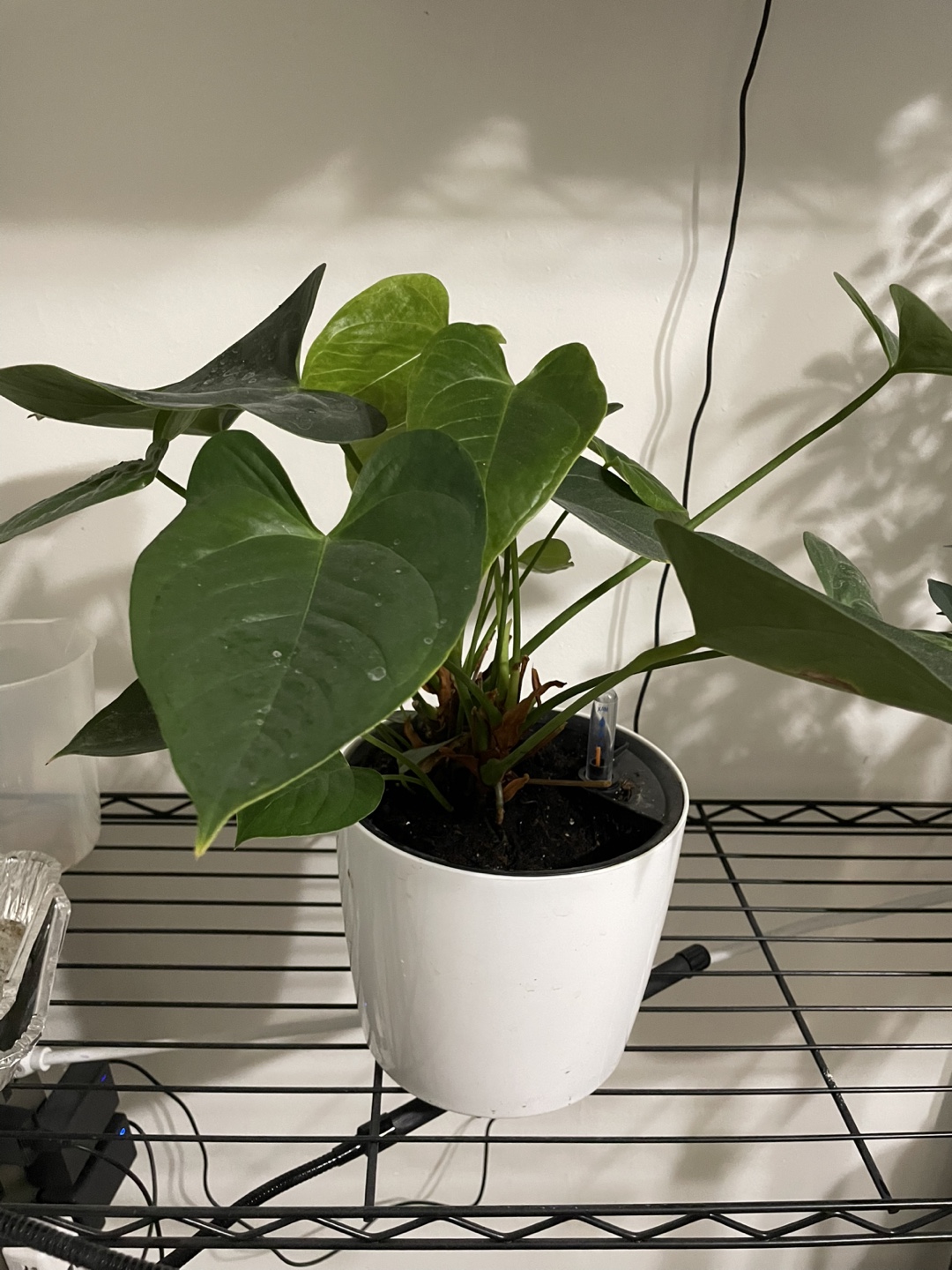 Anthurium Plant in White Pot