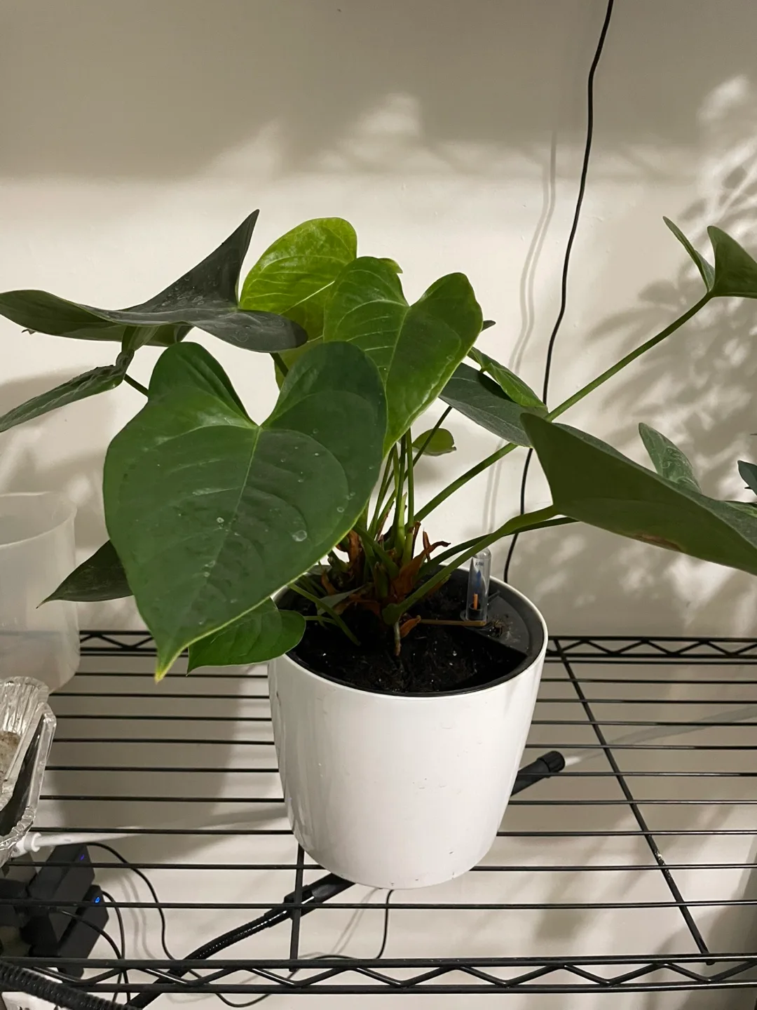 Anthurium Plant in White Pot