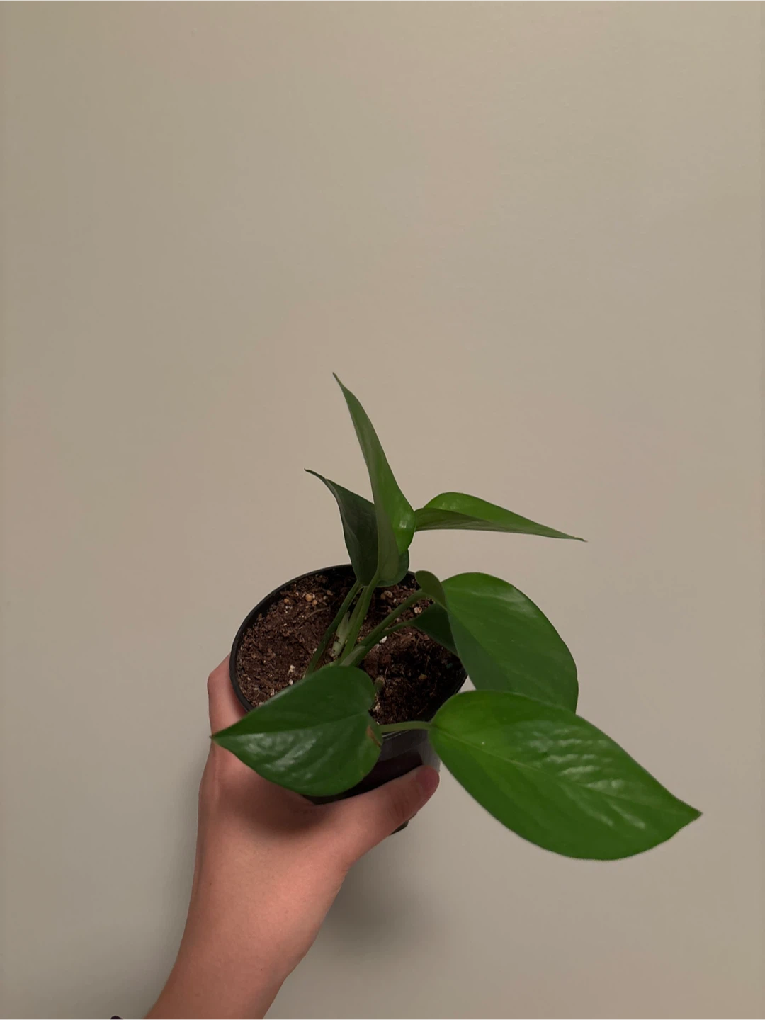 Potted Pothos Plant - Jade 4” - photo 2