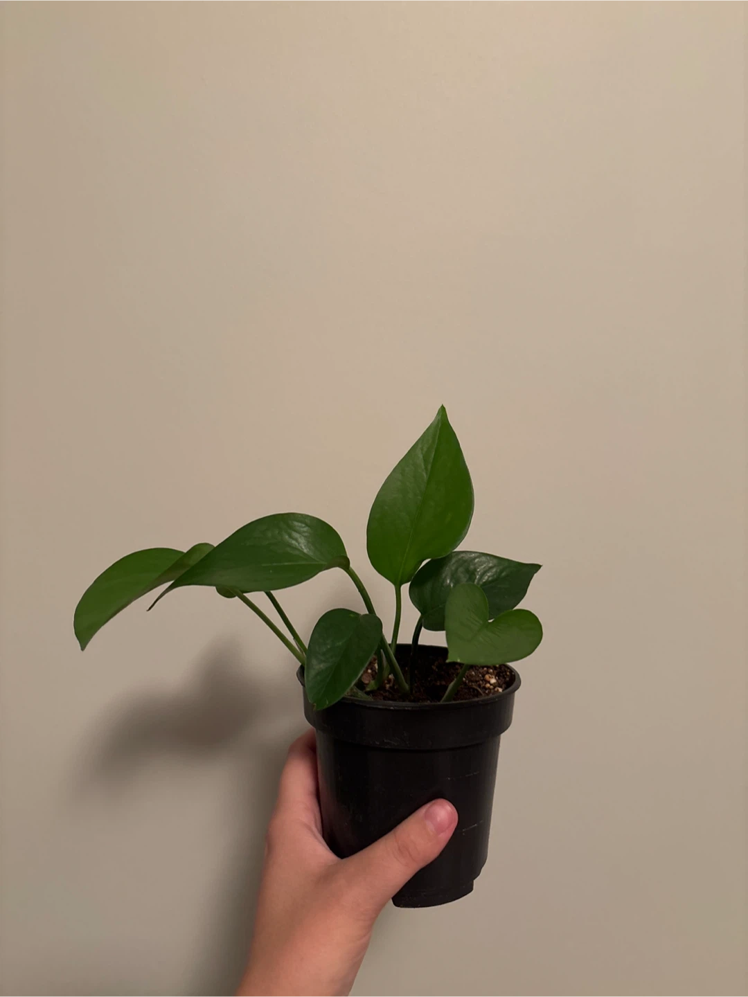 Potted Pothos Plant - Jade 4”