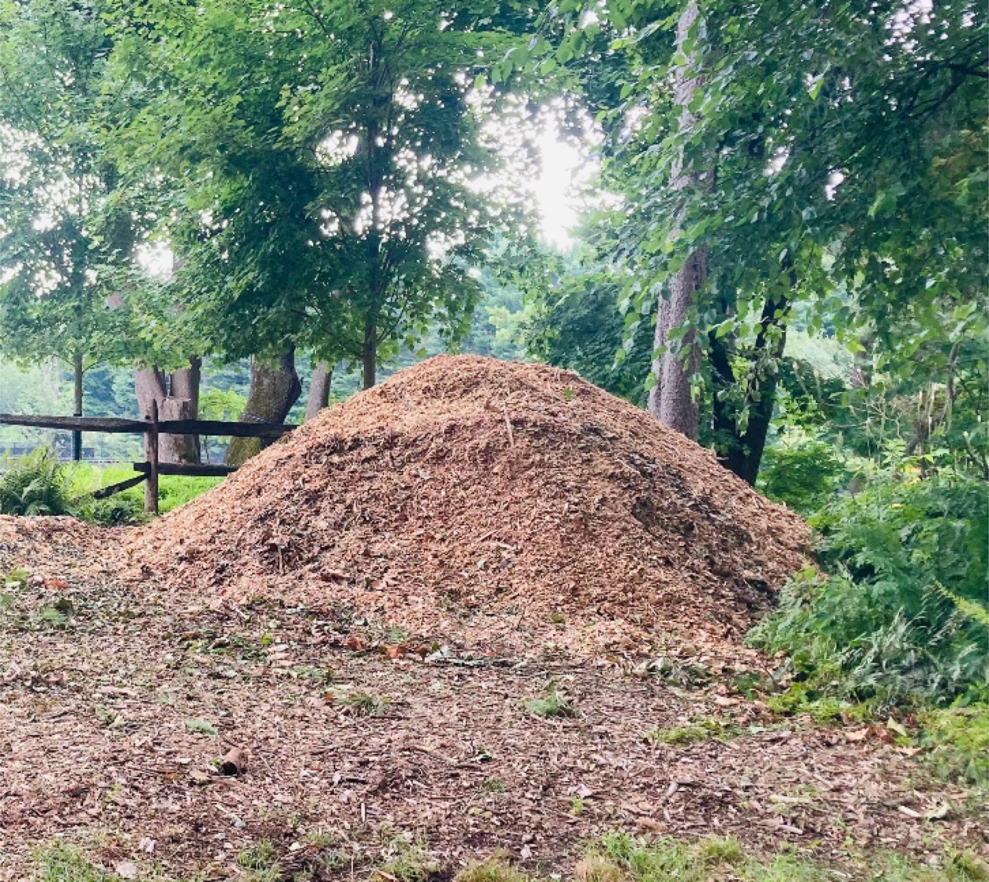 Wood  Chip Mulch FREE