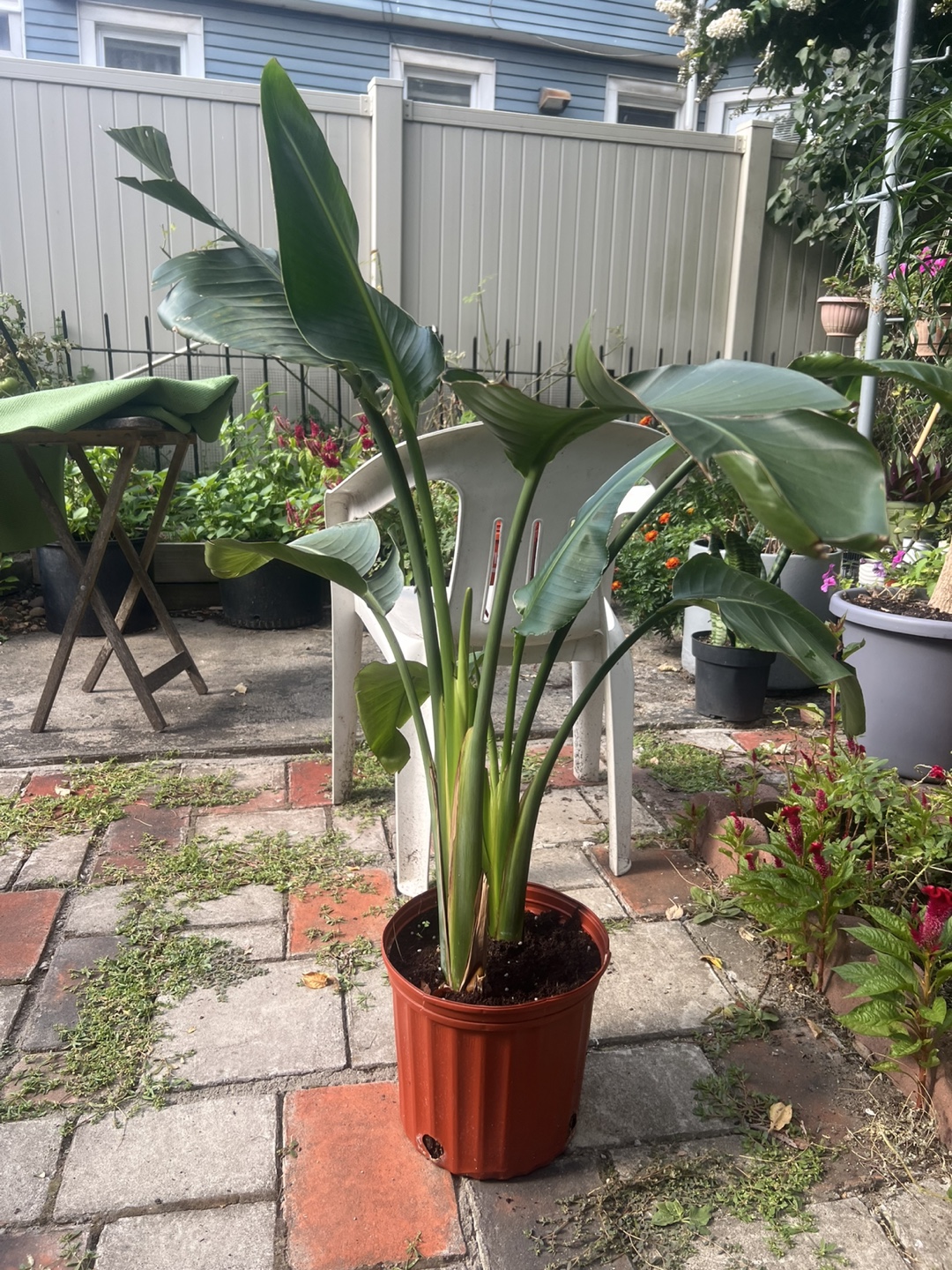 Bird of Paradise Plant - photo 2