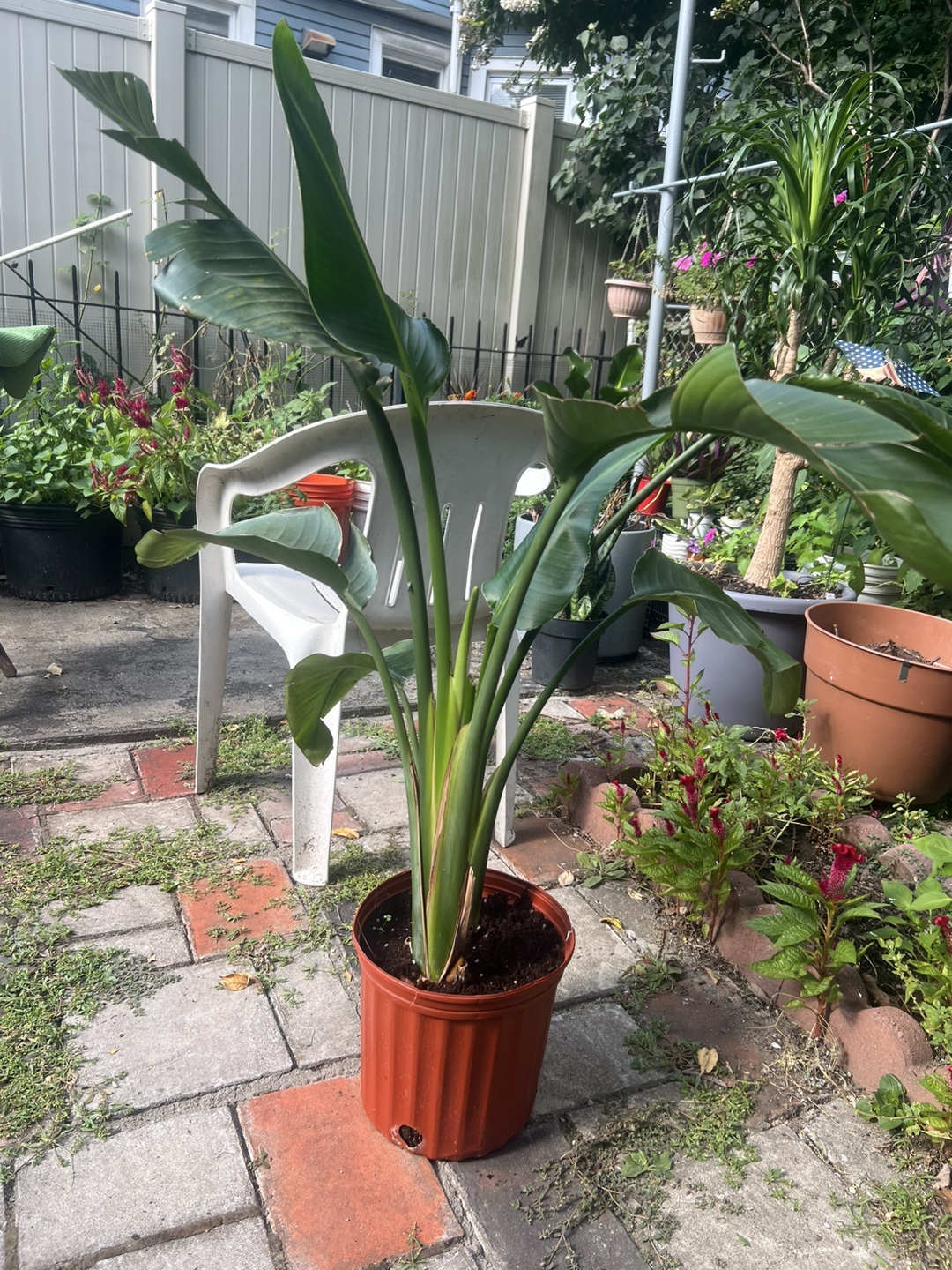 Bird of Paradise Plant