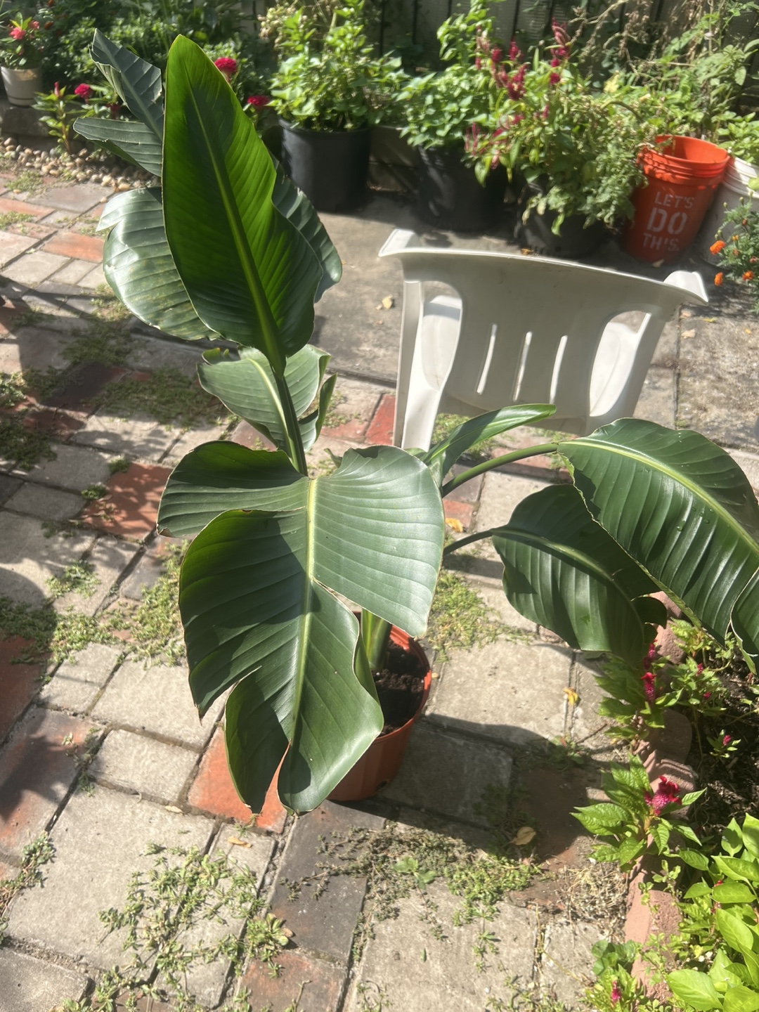 Bird of Paradise Plant - photo 5