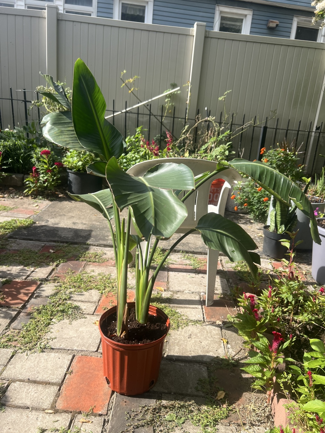 Bird of Paradise Plant - photo 4