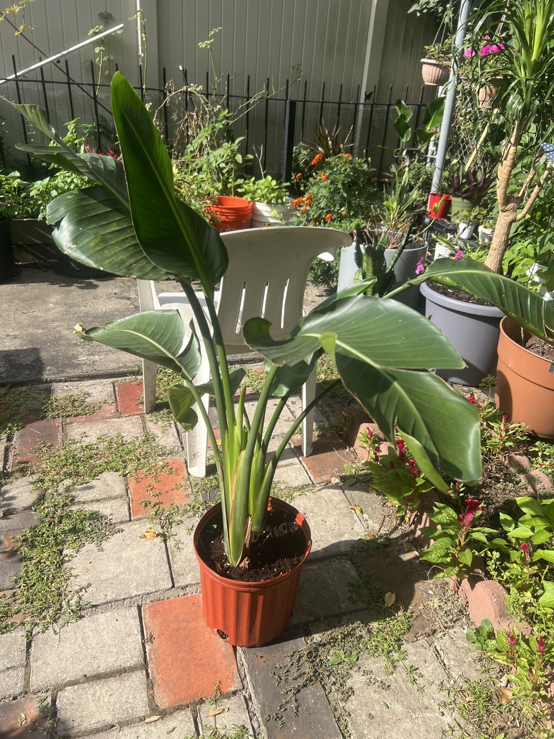 Bird of Paradise Plant - photo 3