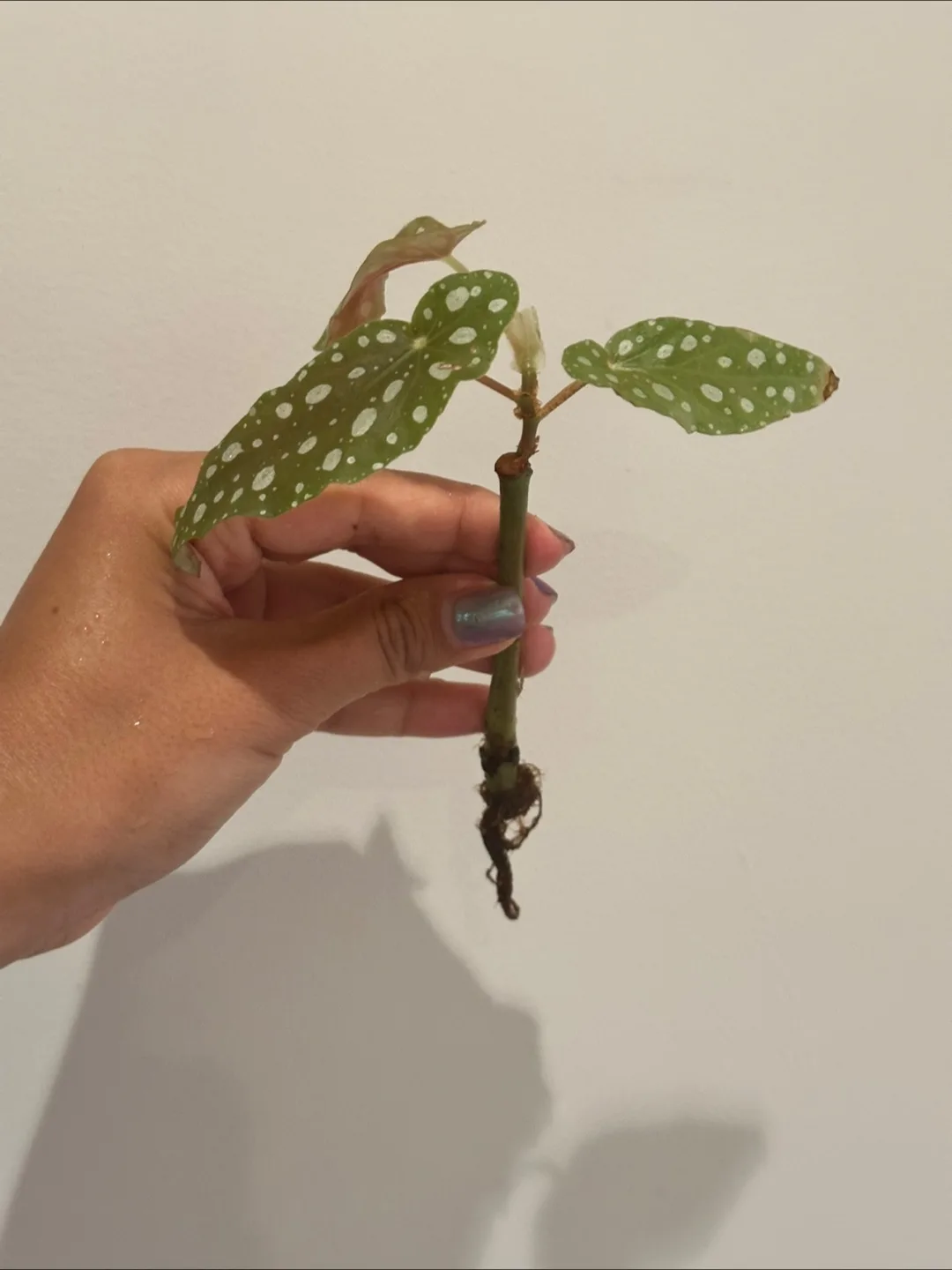 Fully Rooted Begonia Maculata thumbnail