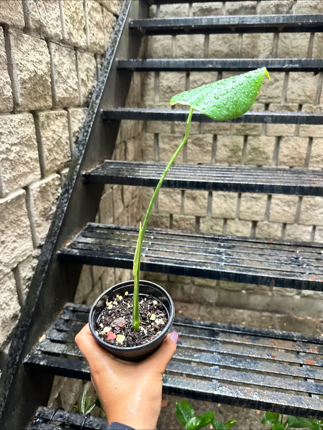 Monstera Deliciosa Plant with NEW GROWTH thumbnail