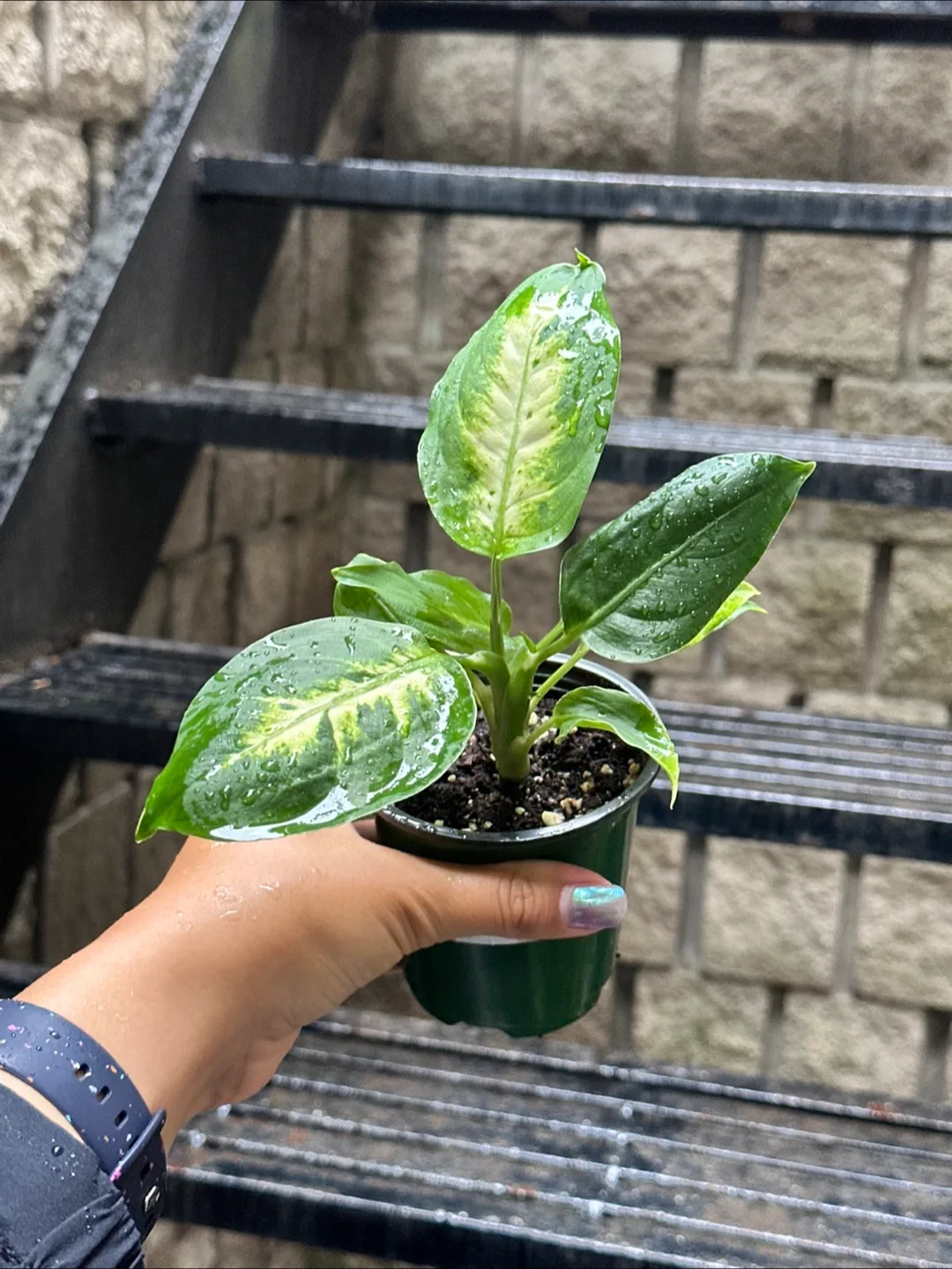 Diffenbachia Plant thumbnail