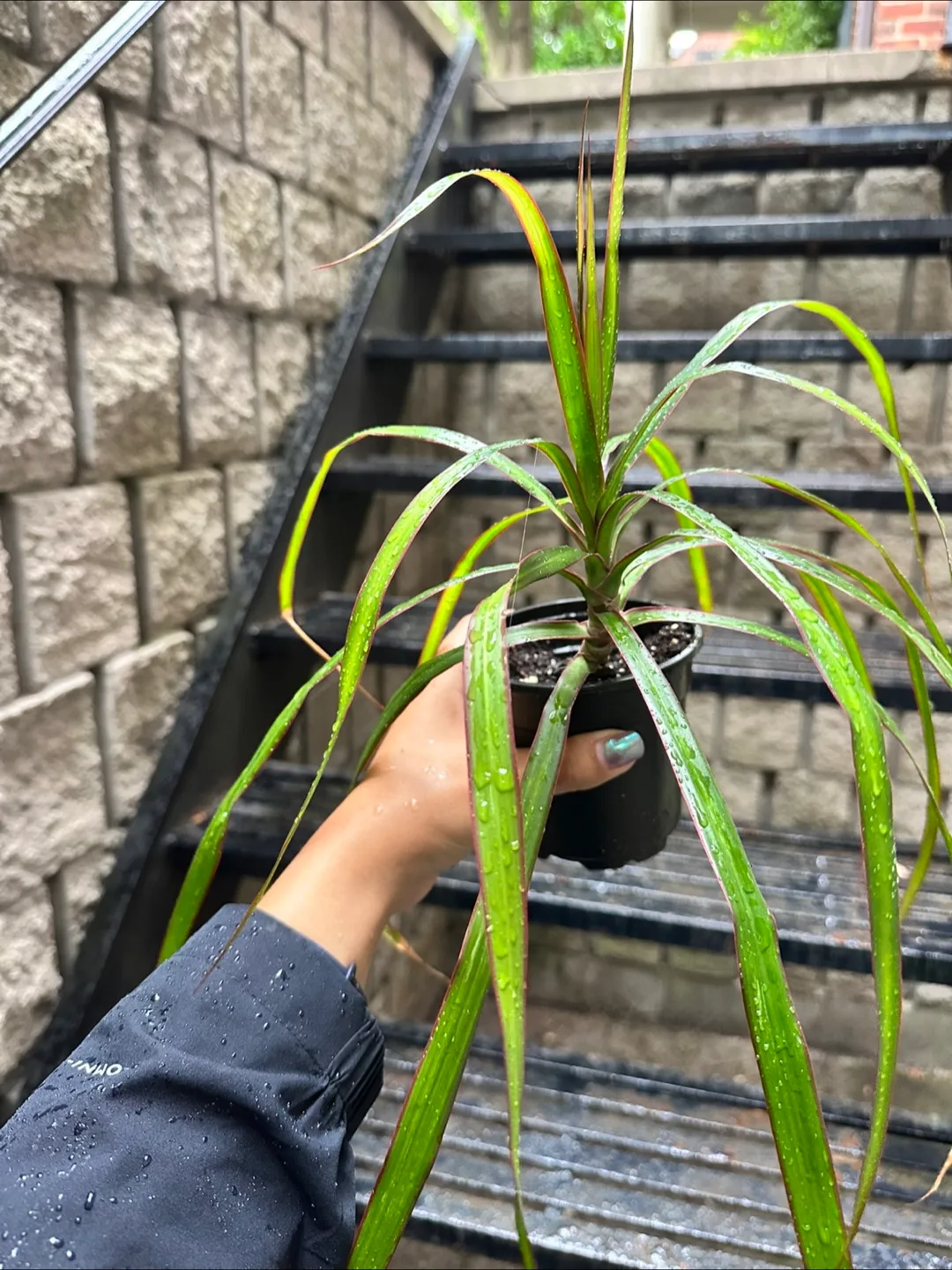 Dracaena Marginata Plant thumbnail