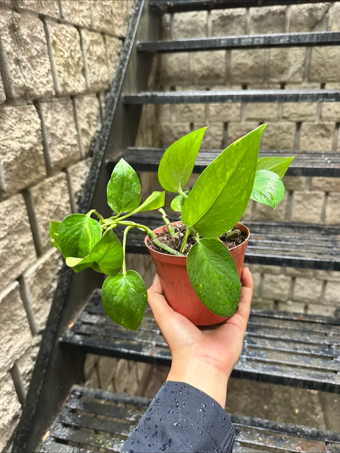 LARGE Pothos Golden Plant thumbnail