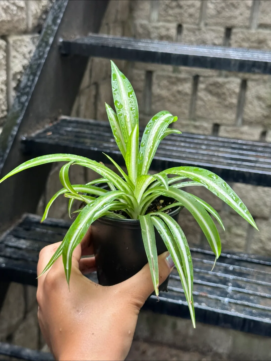 Variegated Spider Plant thumbnail