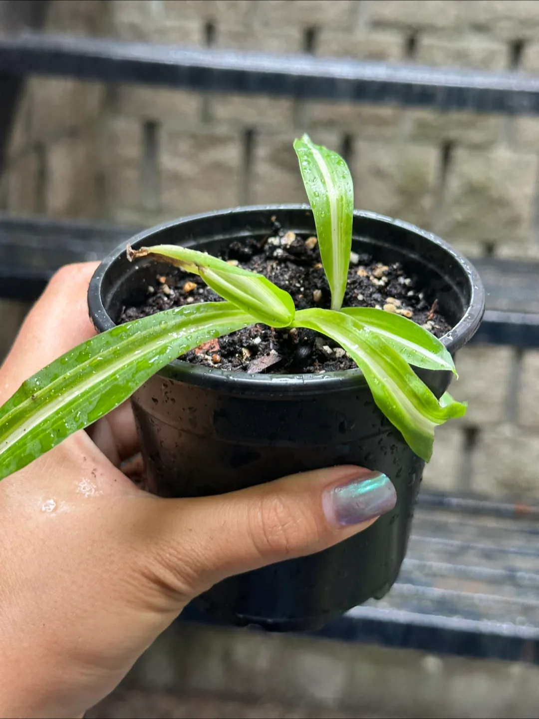 Spider Plant #freecycle thumbnail