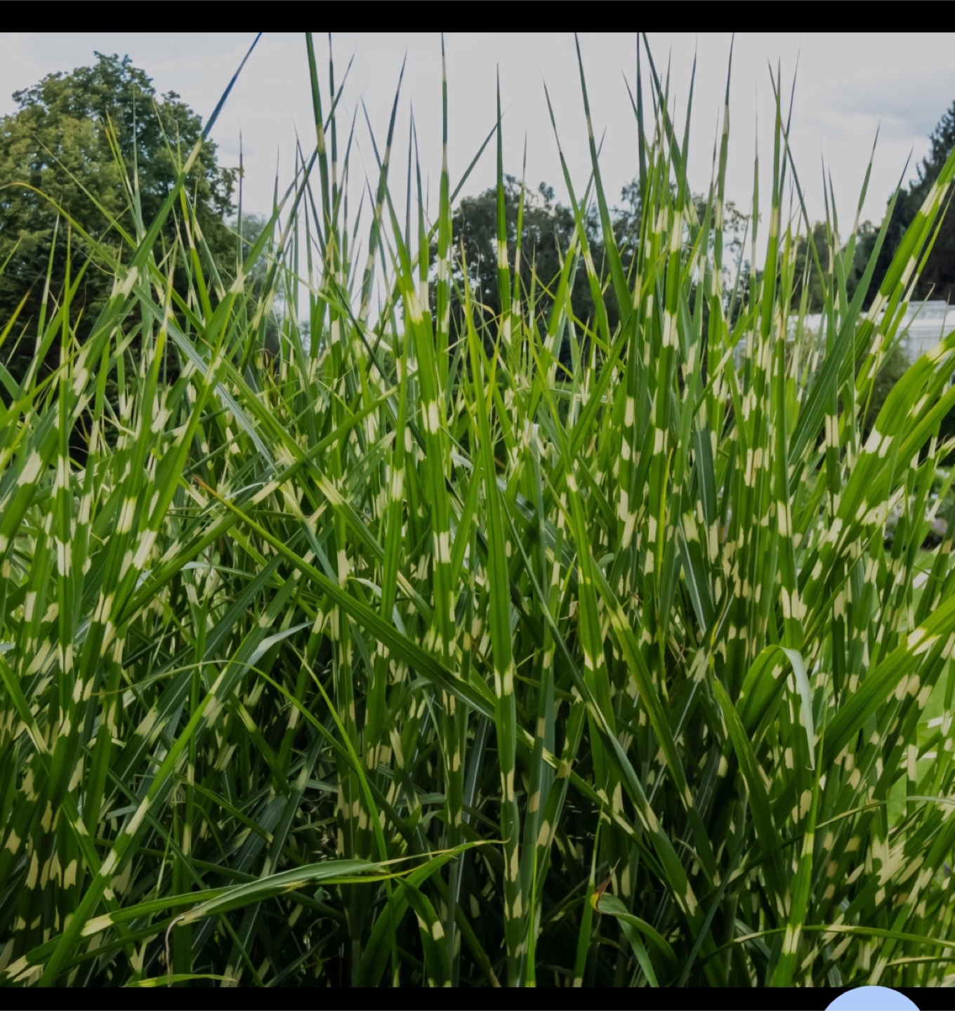 Ornamental grass
