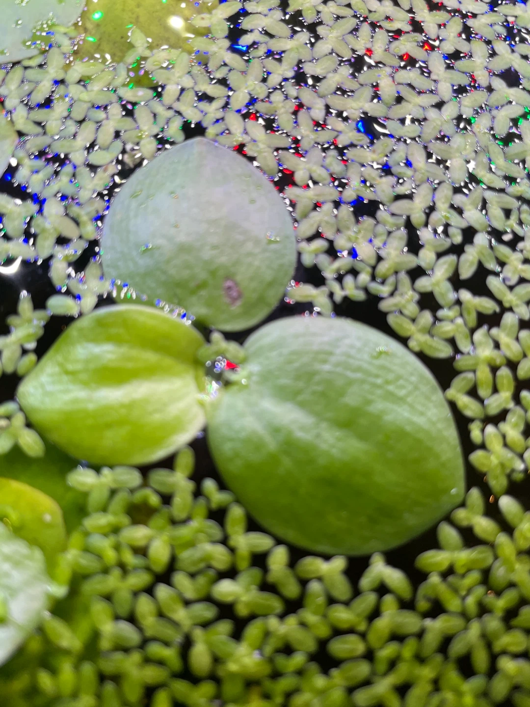 Forgot aquatic plant