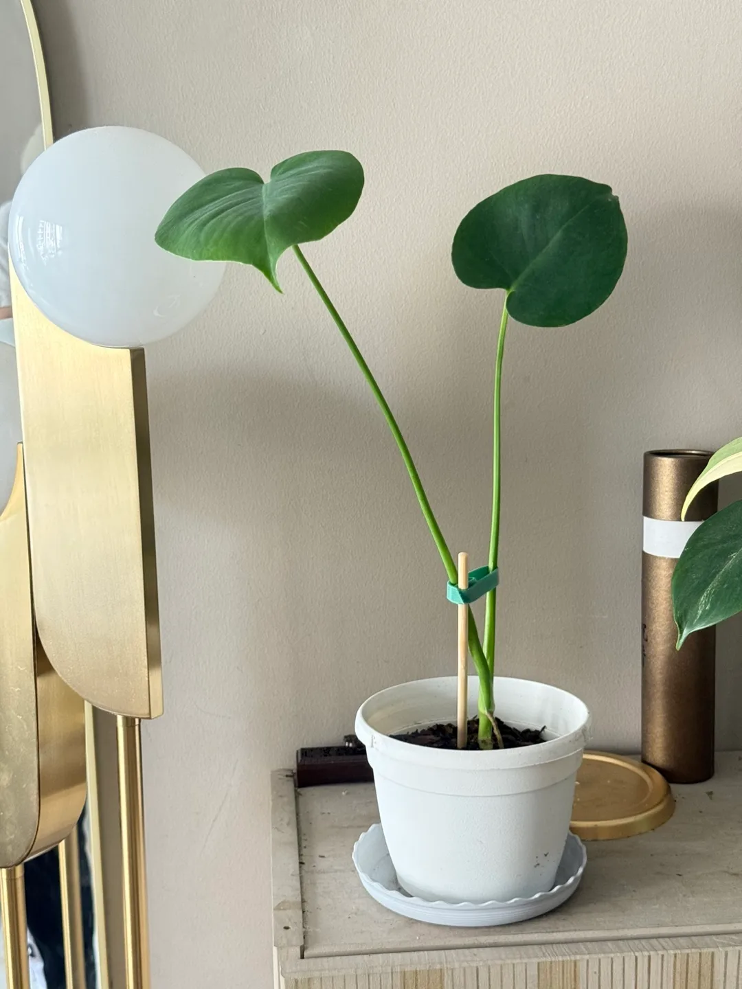 Baby Monstera Plant with white planter thumbnail