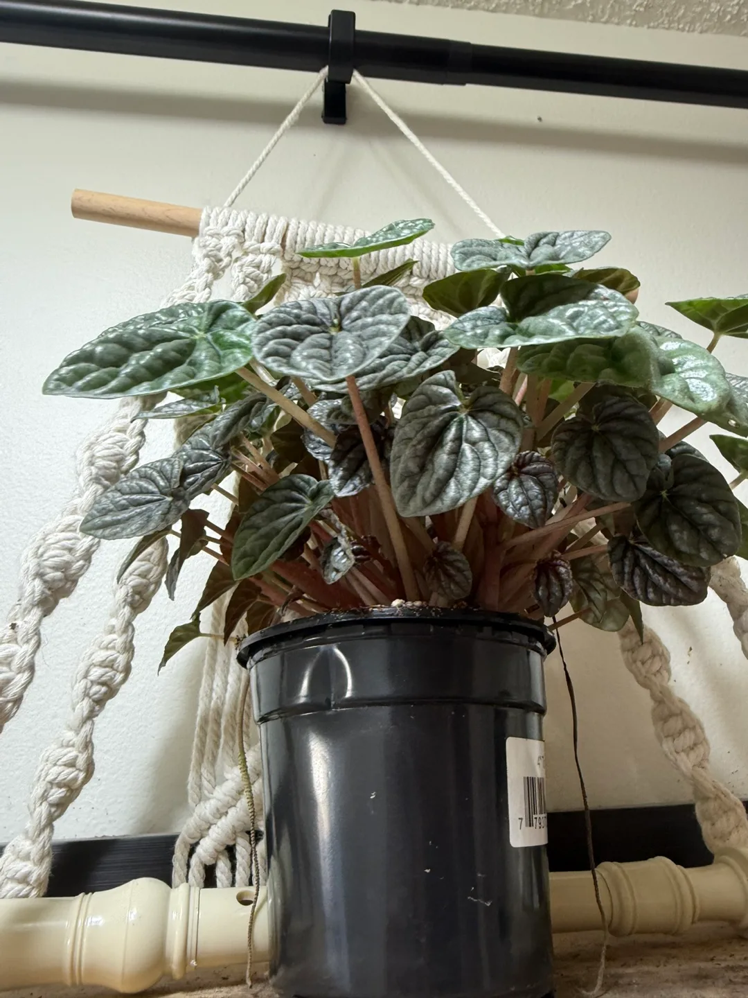 Potted Peperomia Plant thumbnail