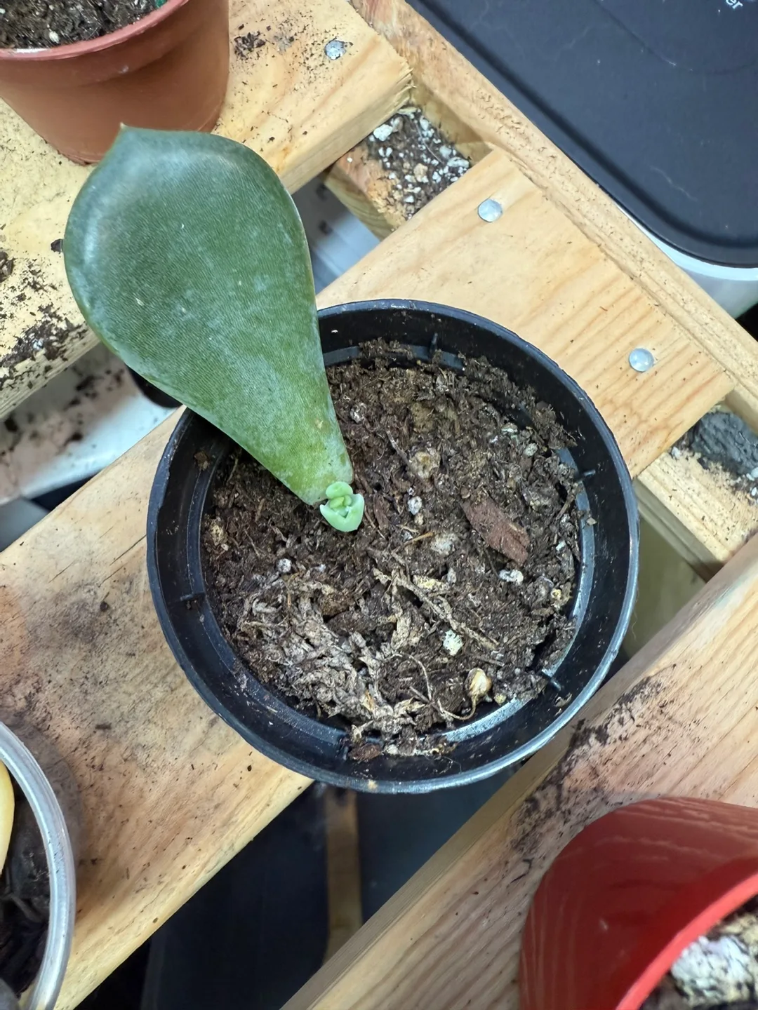 Potted Jade Plant Leaf Cutting thumbnail
