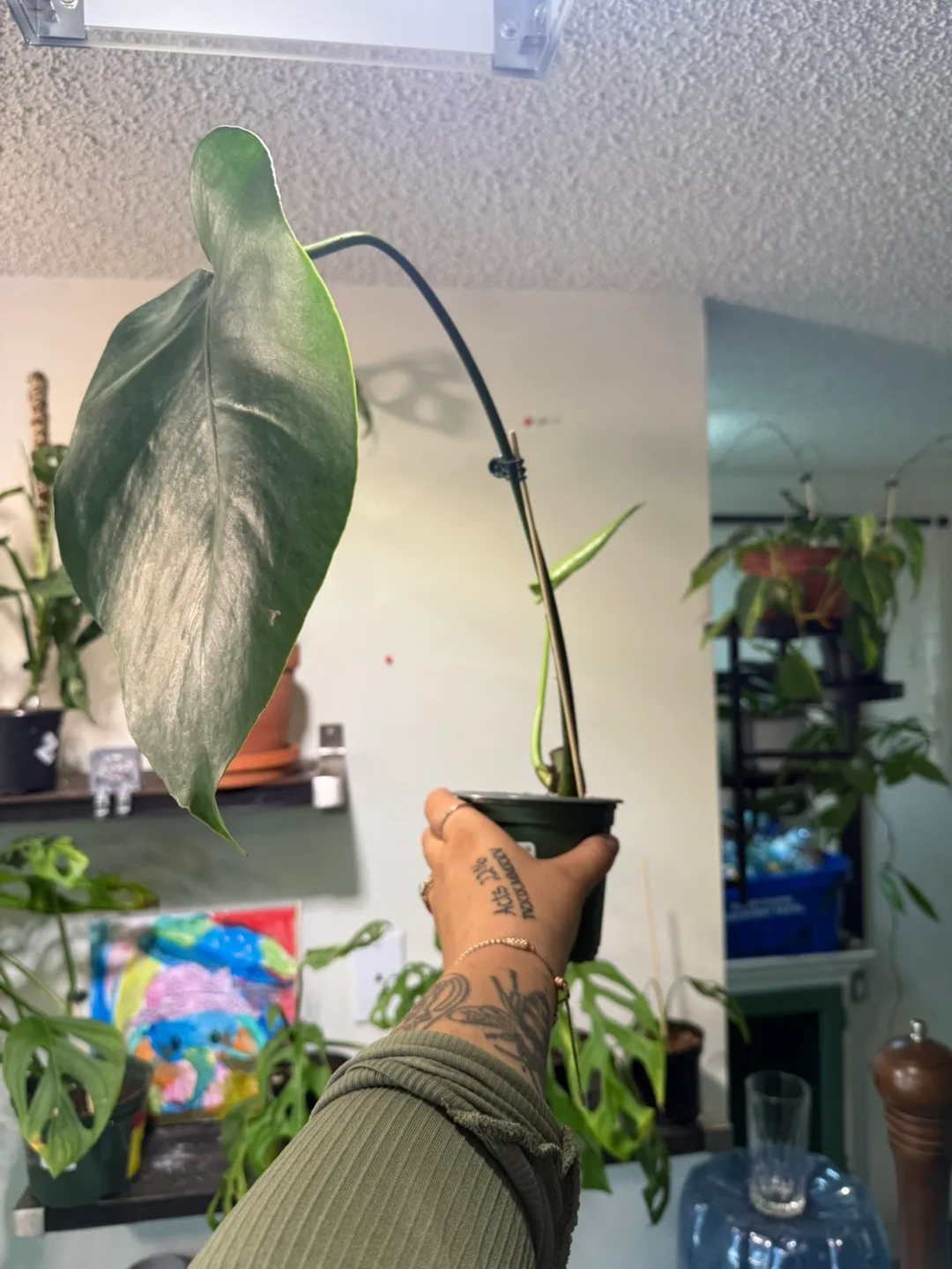 Rhaphidophora Tetrasperma Plant thumbnail