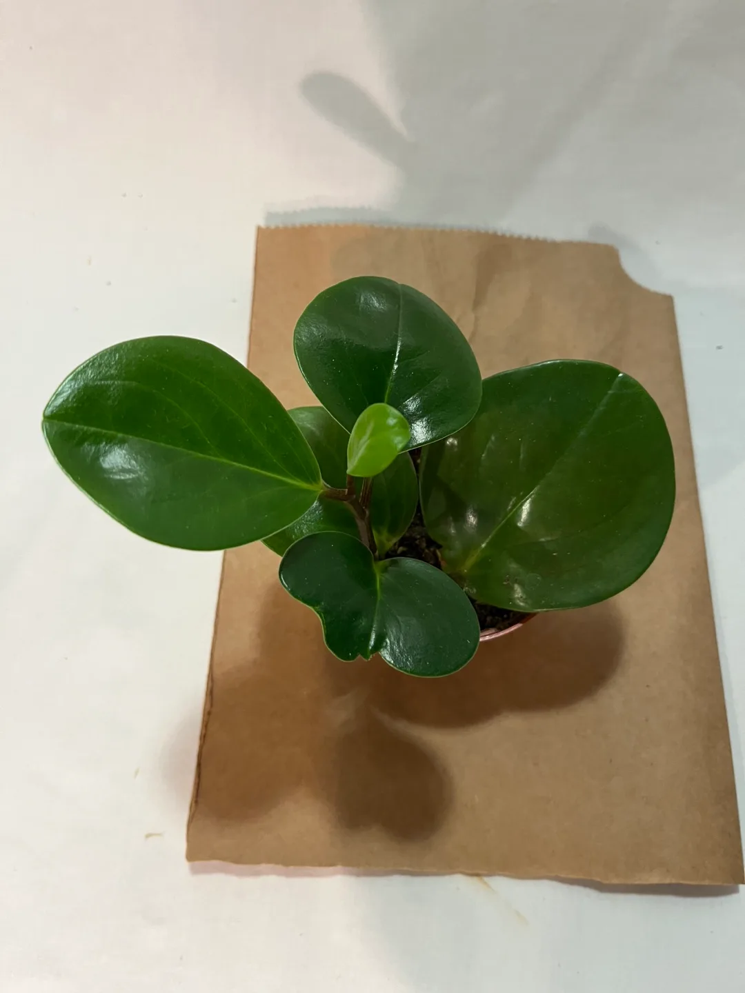 Peperomia Obtusifolia Plant image indicator(3)