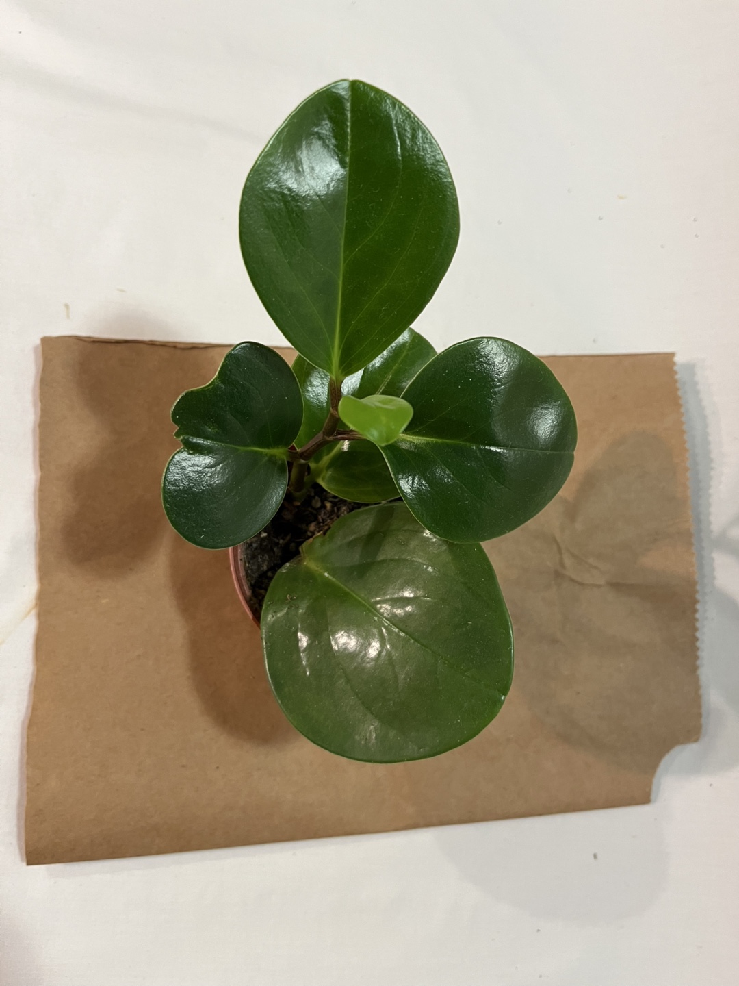 Peperomia Obtusifolia Plant - photo 2