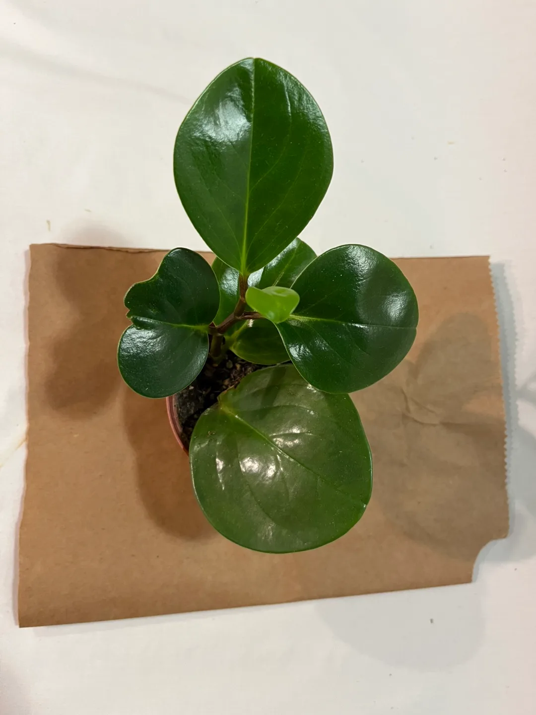 Peperomia Obtusifolia Plant image indicator(2)