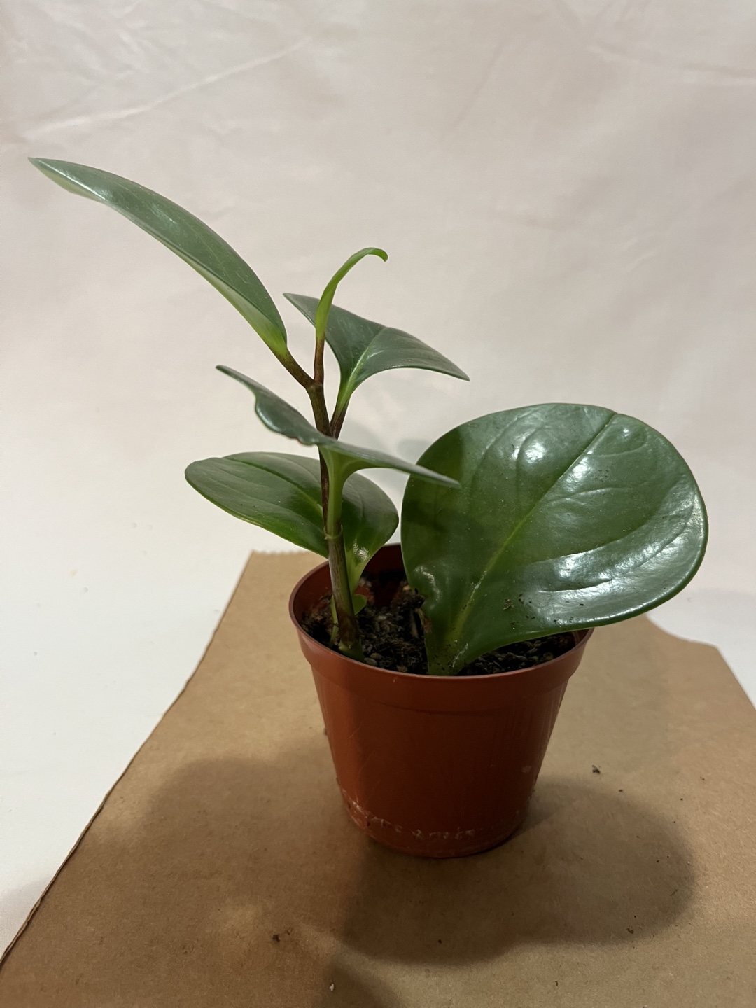 Peperomia Obtusifolia Plant