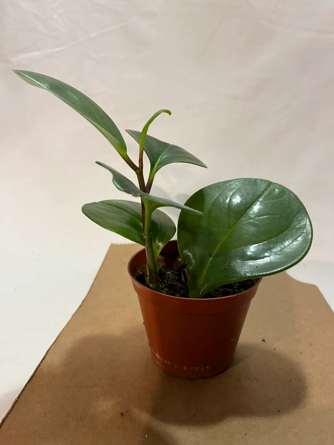 Peperomia Obtusifolia Plant thumbnail