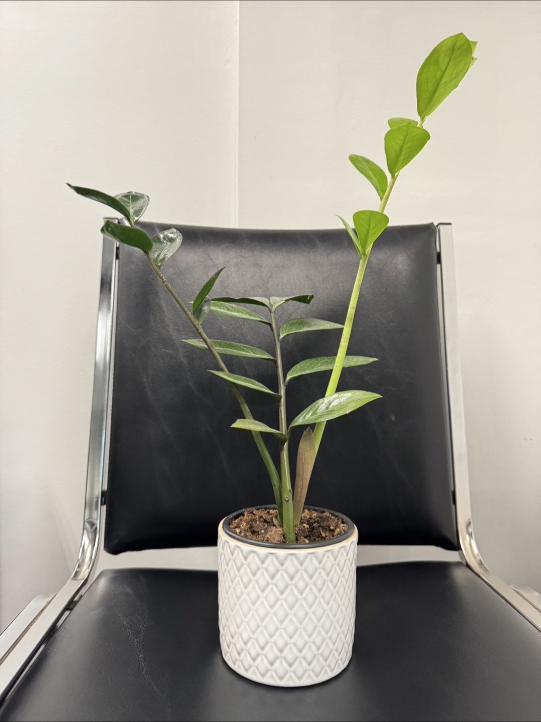 ZZ Plant