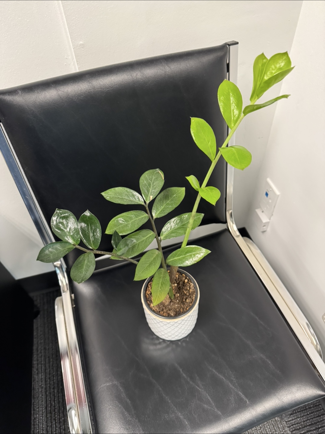 ZZ Plant - photo 2