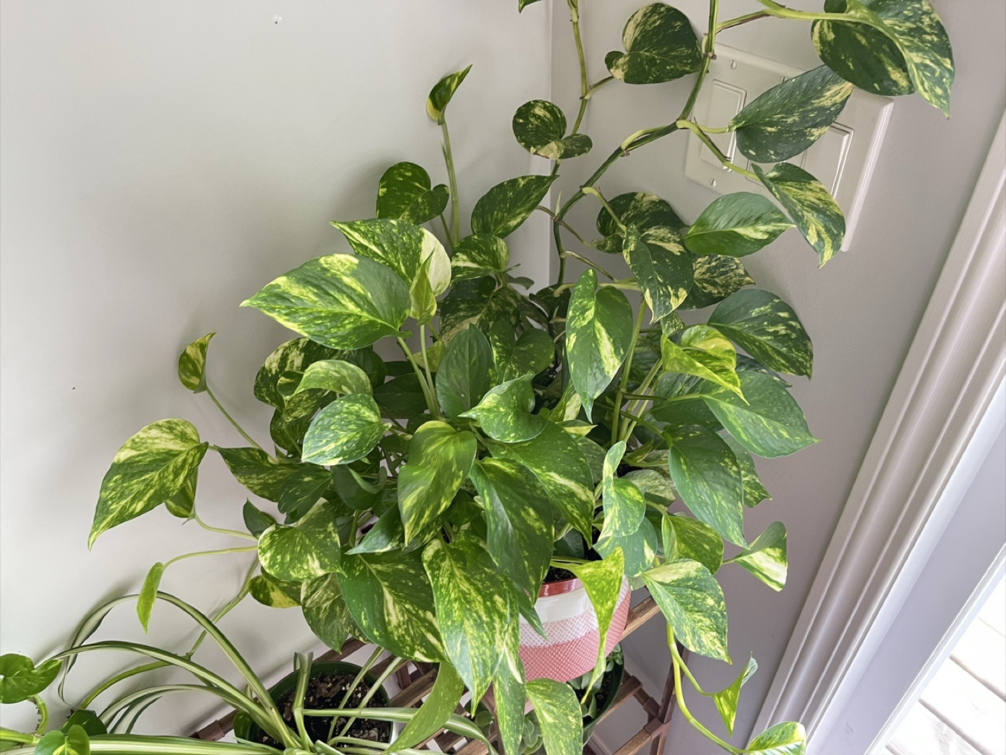 Pothos Plant - photo 4