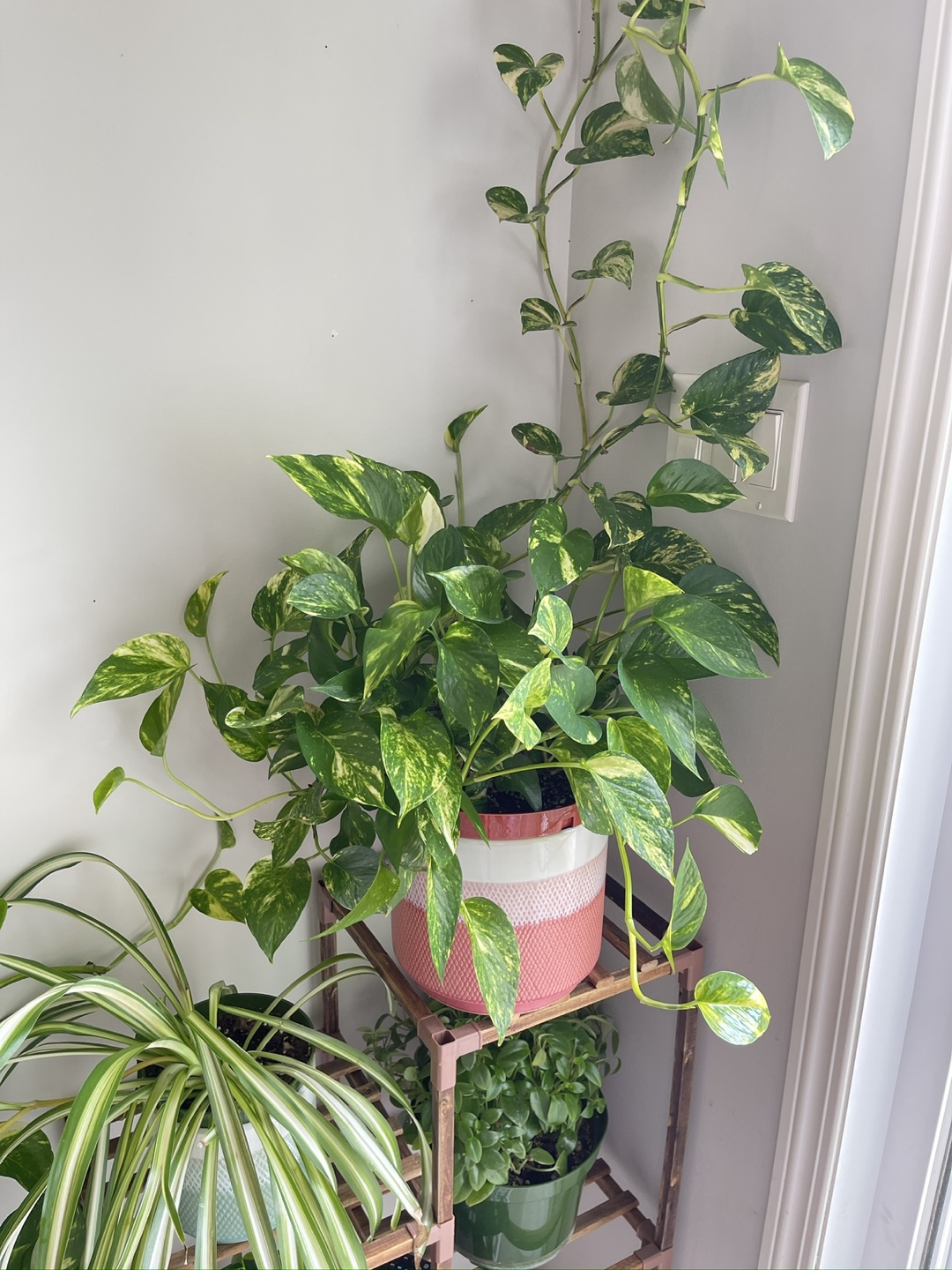 Pothos Plant - photo 5