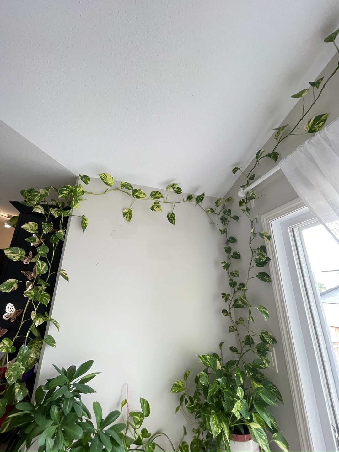 Pothos Plant - photo 2