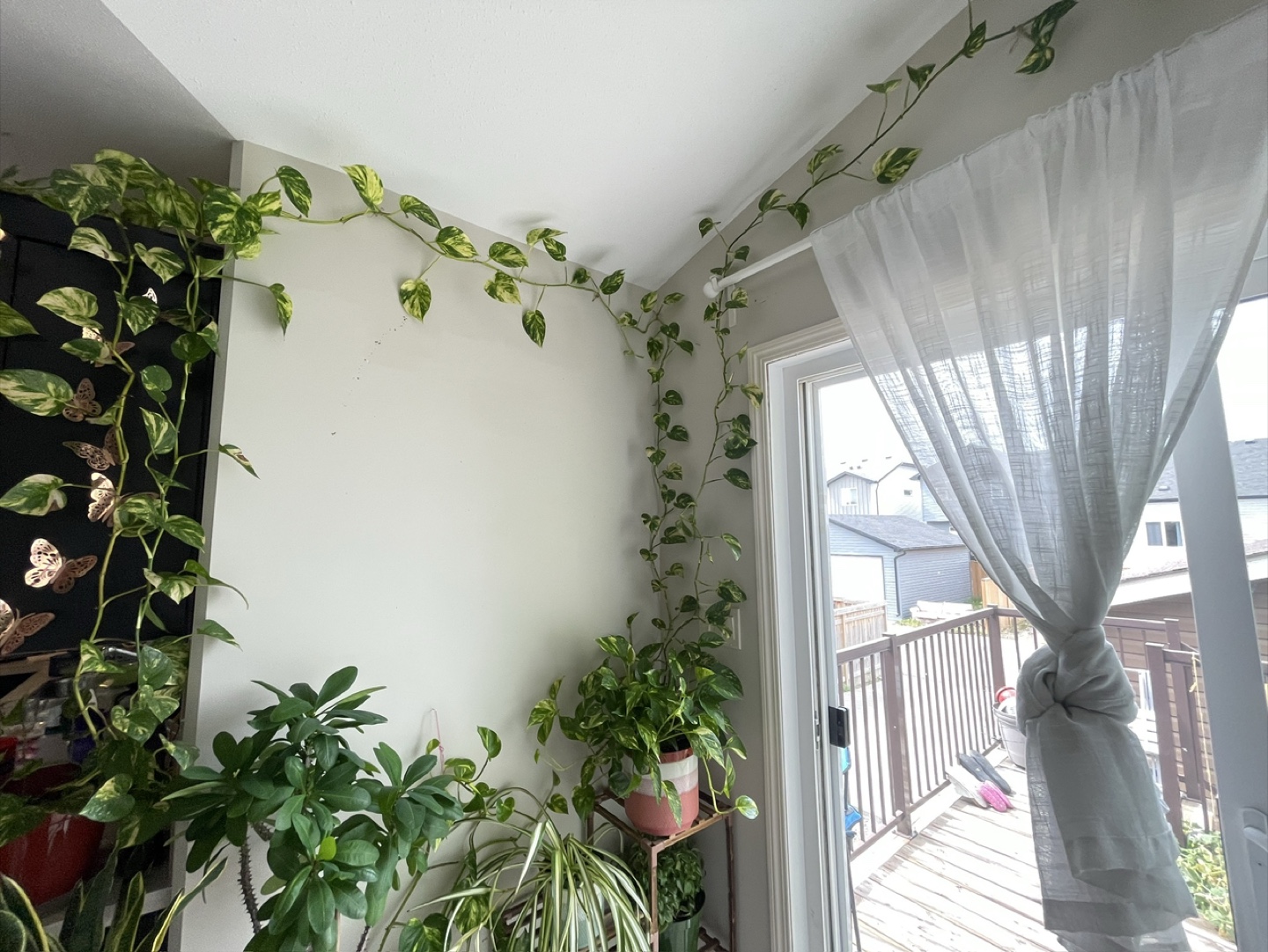 Pothos Plant - photo 3