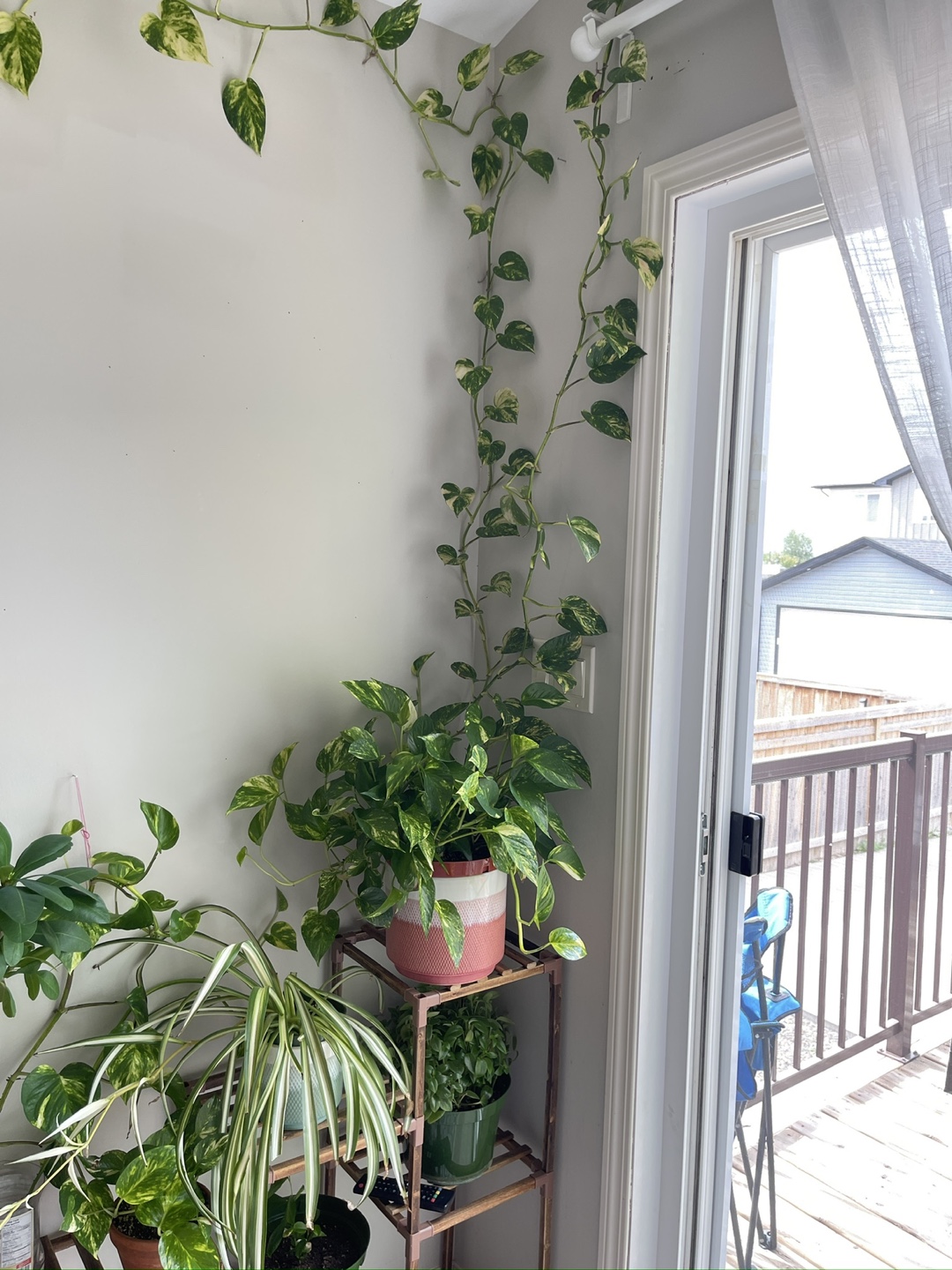 Pothos Plant