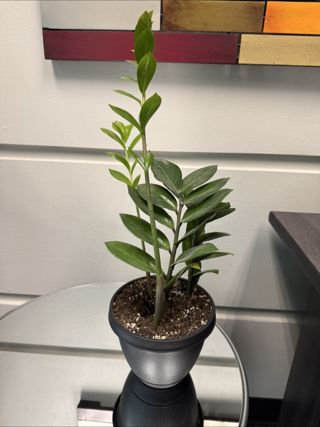 ZZ Plant