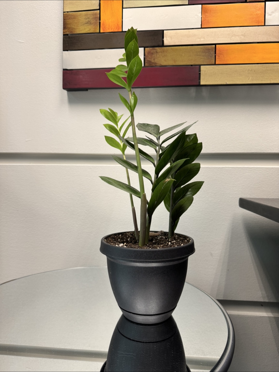 ZZ Plant - photo 2