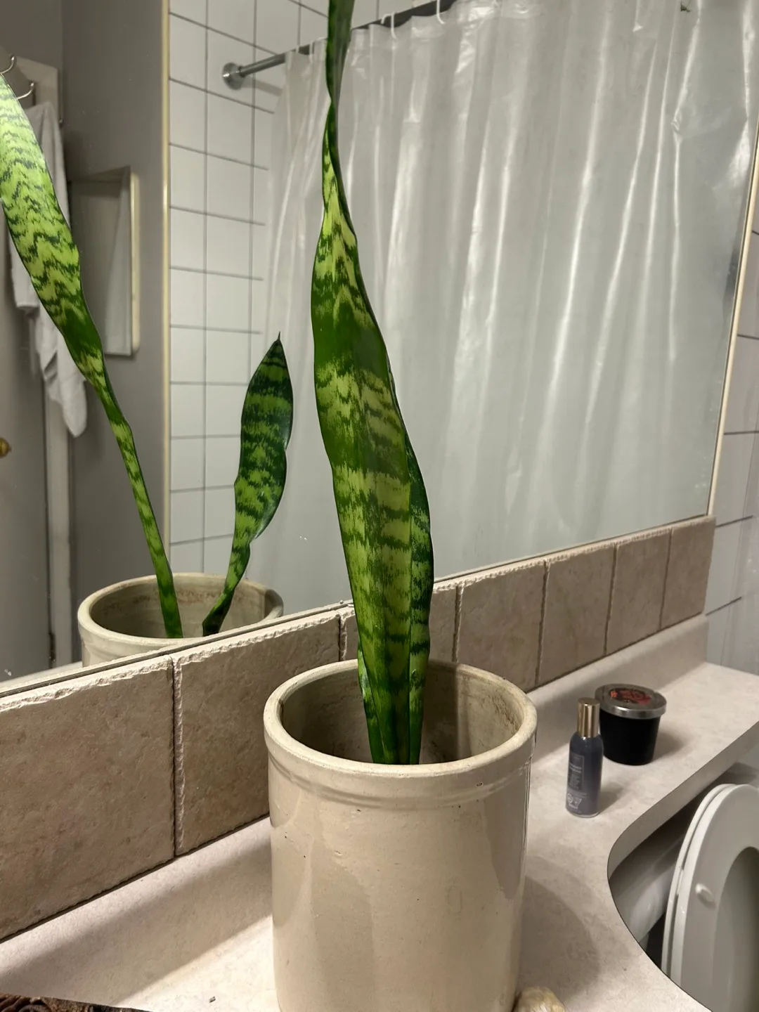 Snake plant in a pot thumbnail