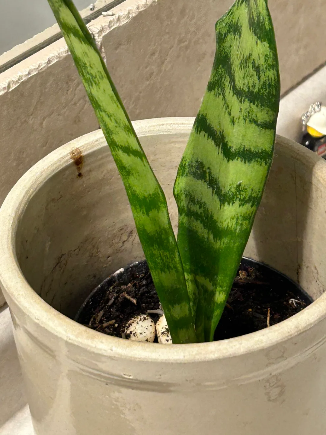 Snake plant in a pot image indicator(2)