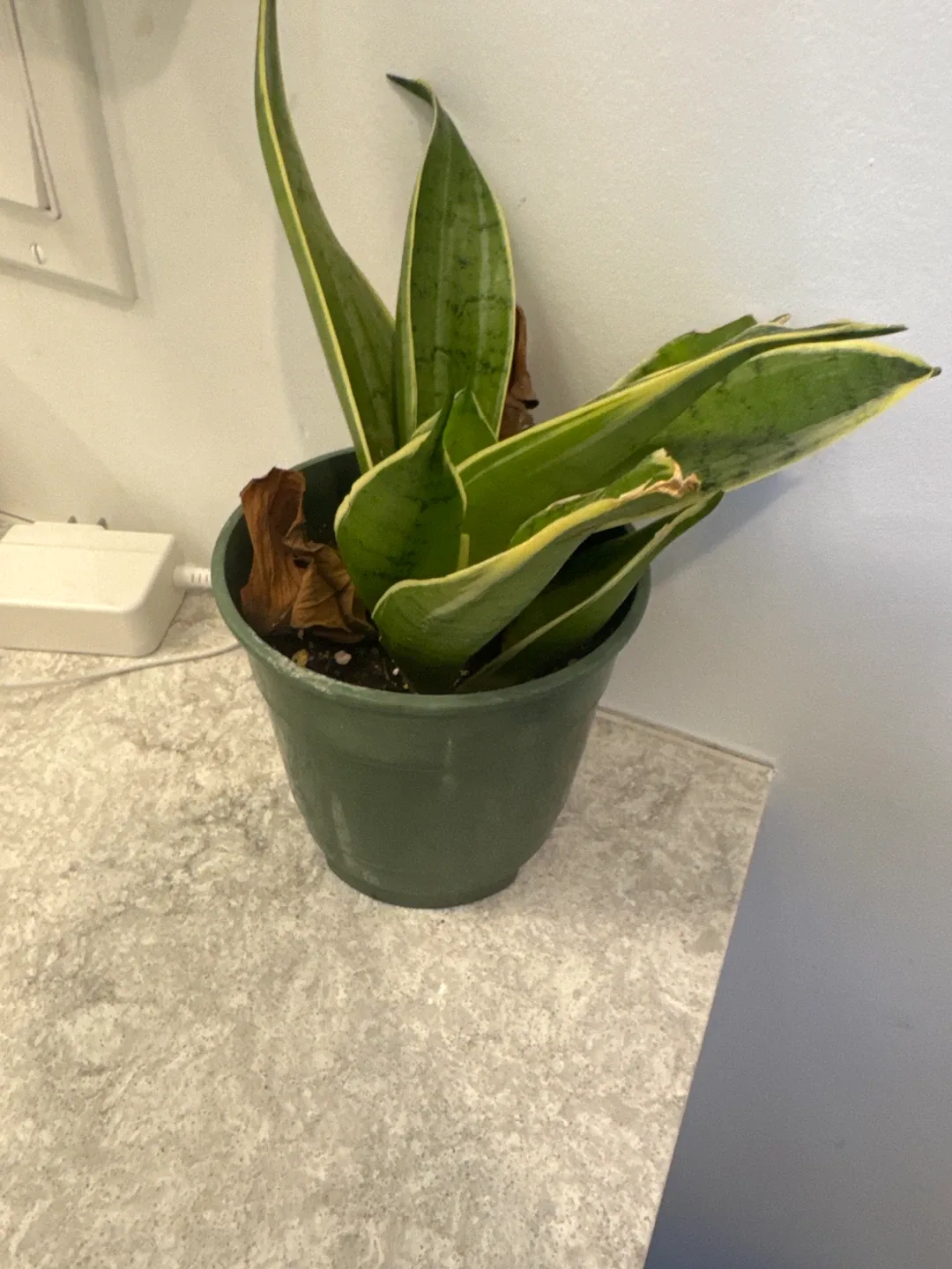 Snake Plant image indicator(3)
