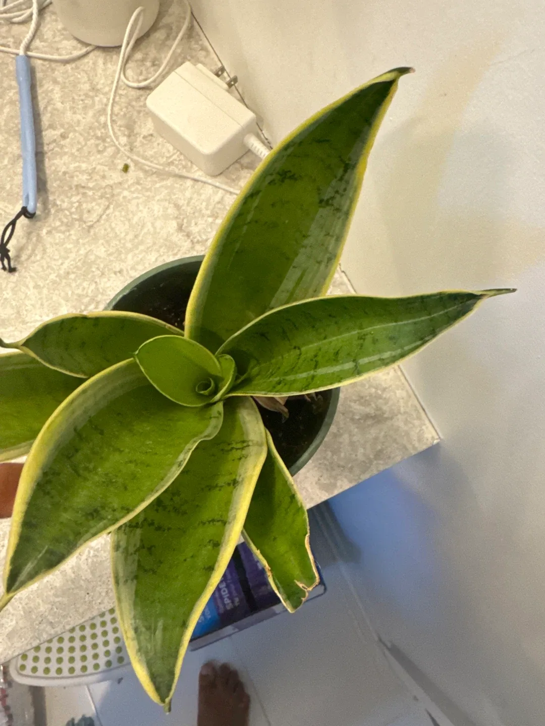 Snake Plant image indicator(2)