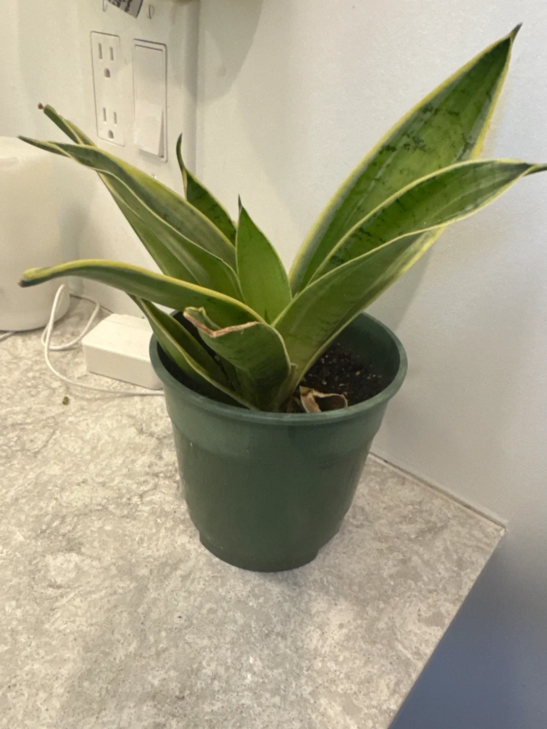 Snake Plant thumbnail