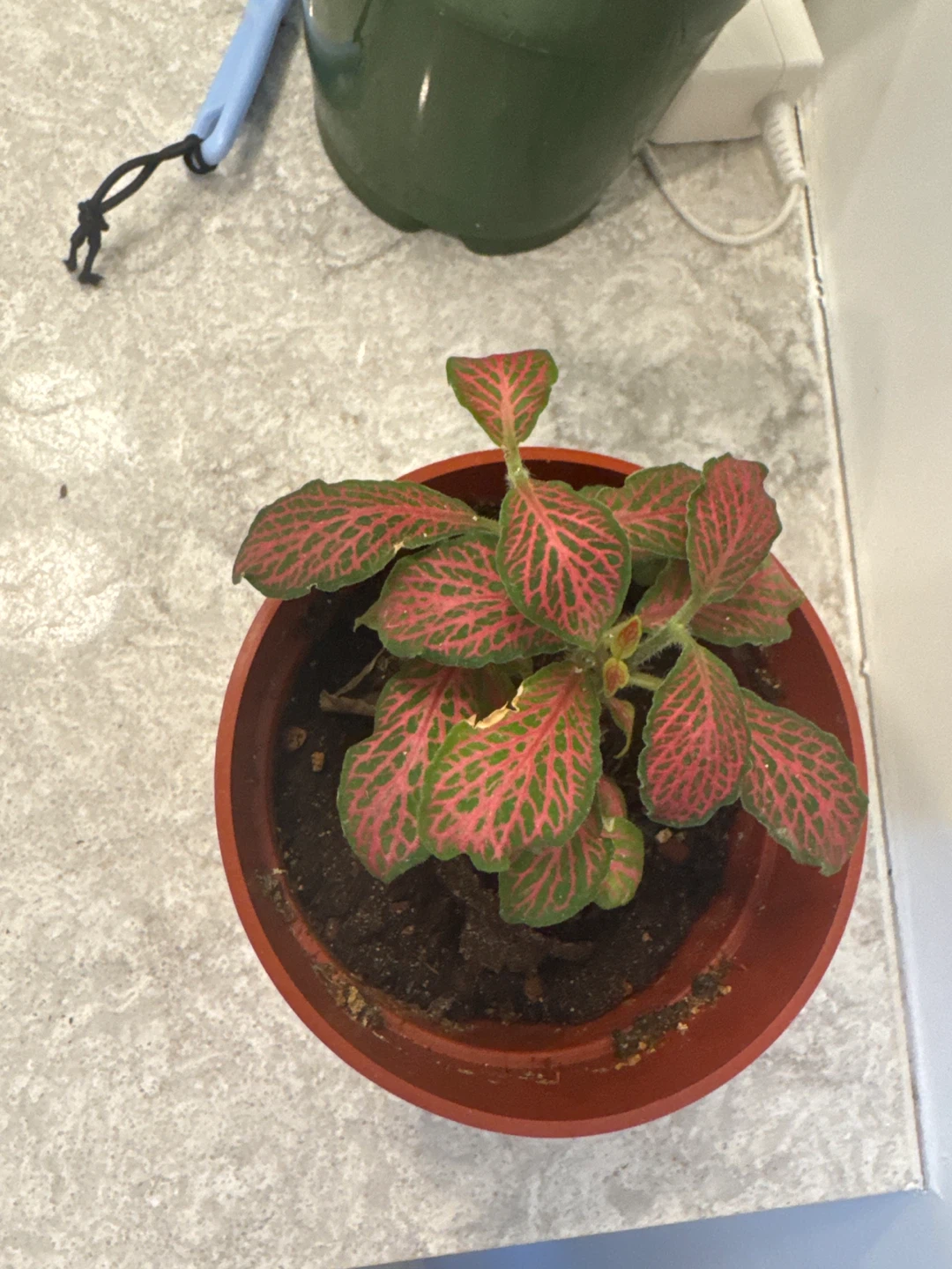 Fittonia Nerve Plant in Pot
