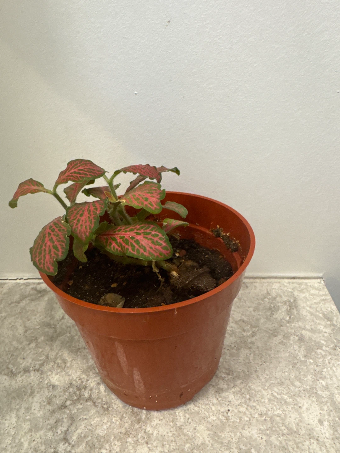 Fittonia Nerve Plant in Pot - photo 2
