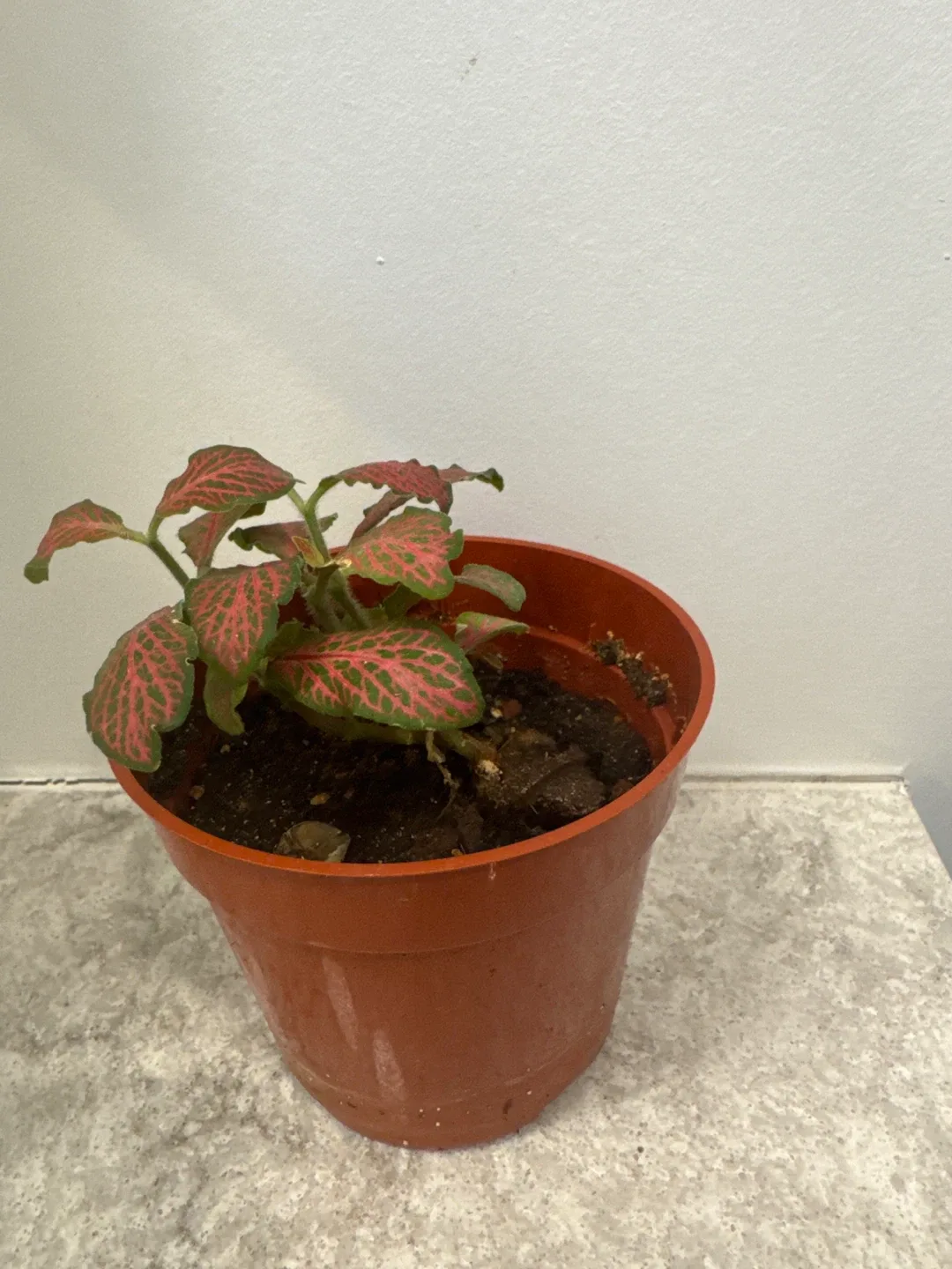 Fittonia Nerve Plant in Pot image indicator(2)