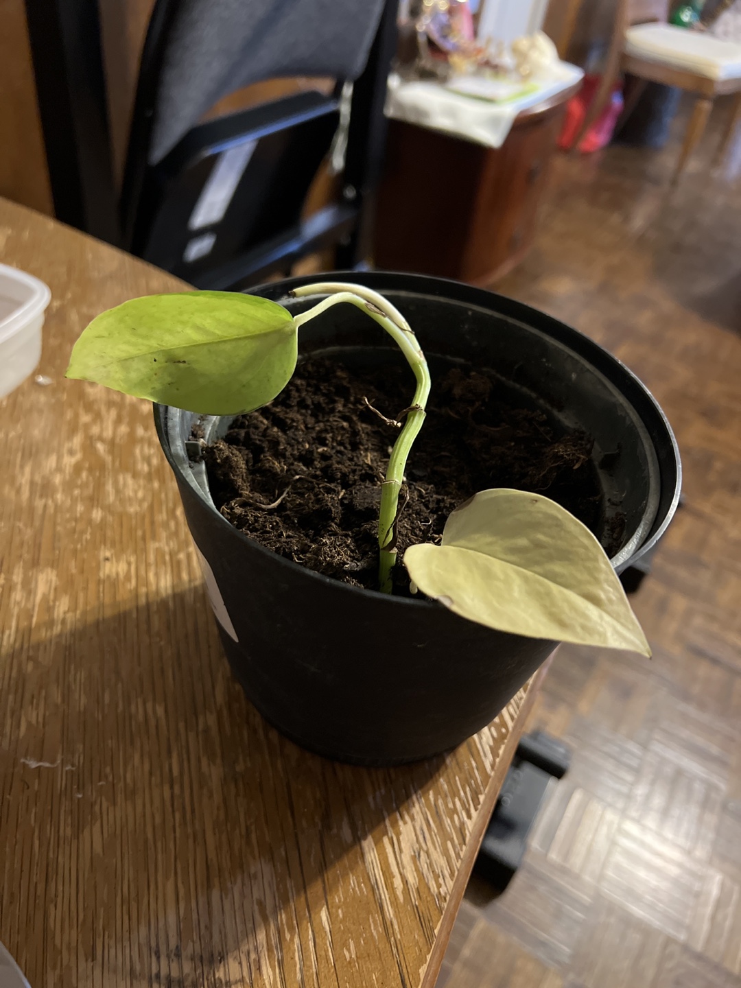 Potted Golden Pothos Plant