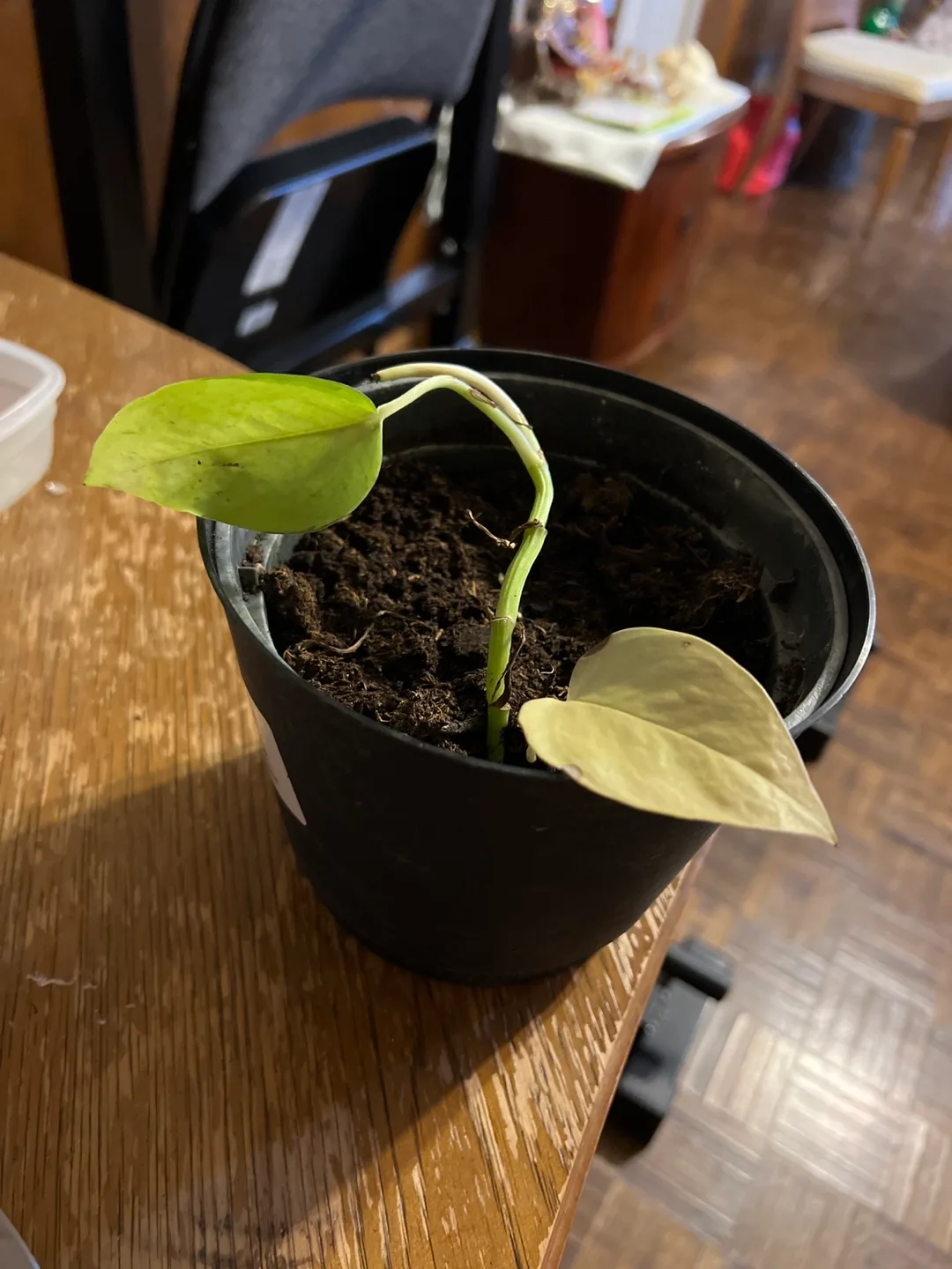 Potted Golden Pothos Plant thumbnail