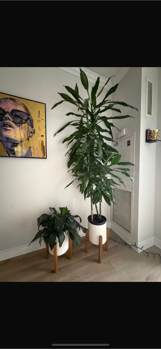 Potted Plants without Stands