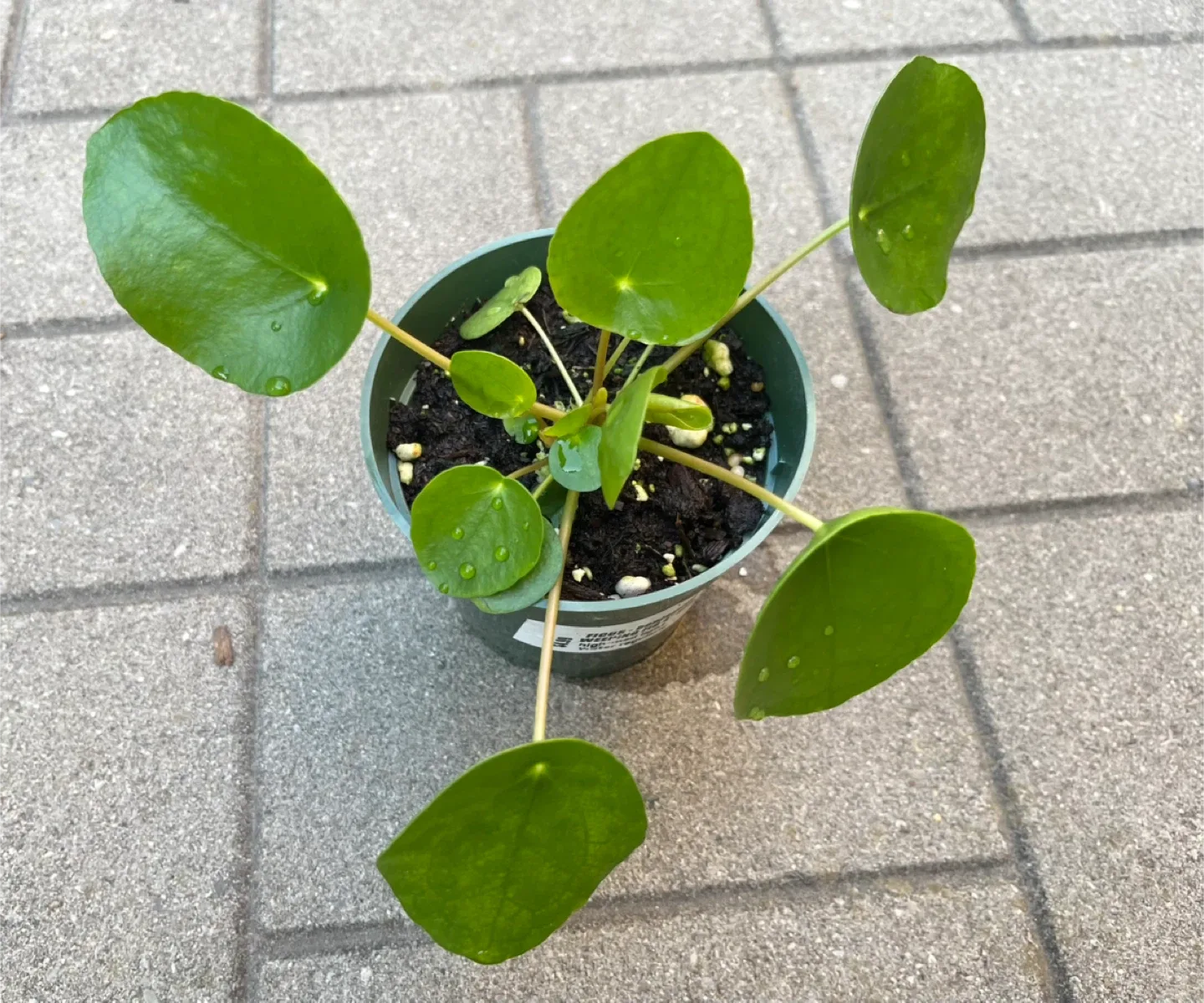 Pilea peperomioides Plant thumbnail