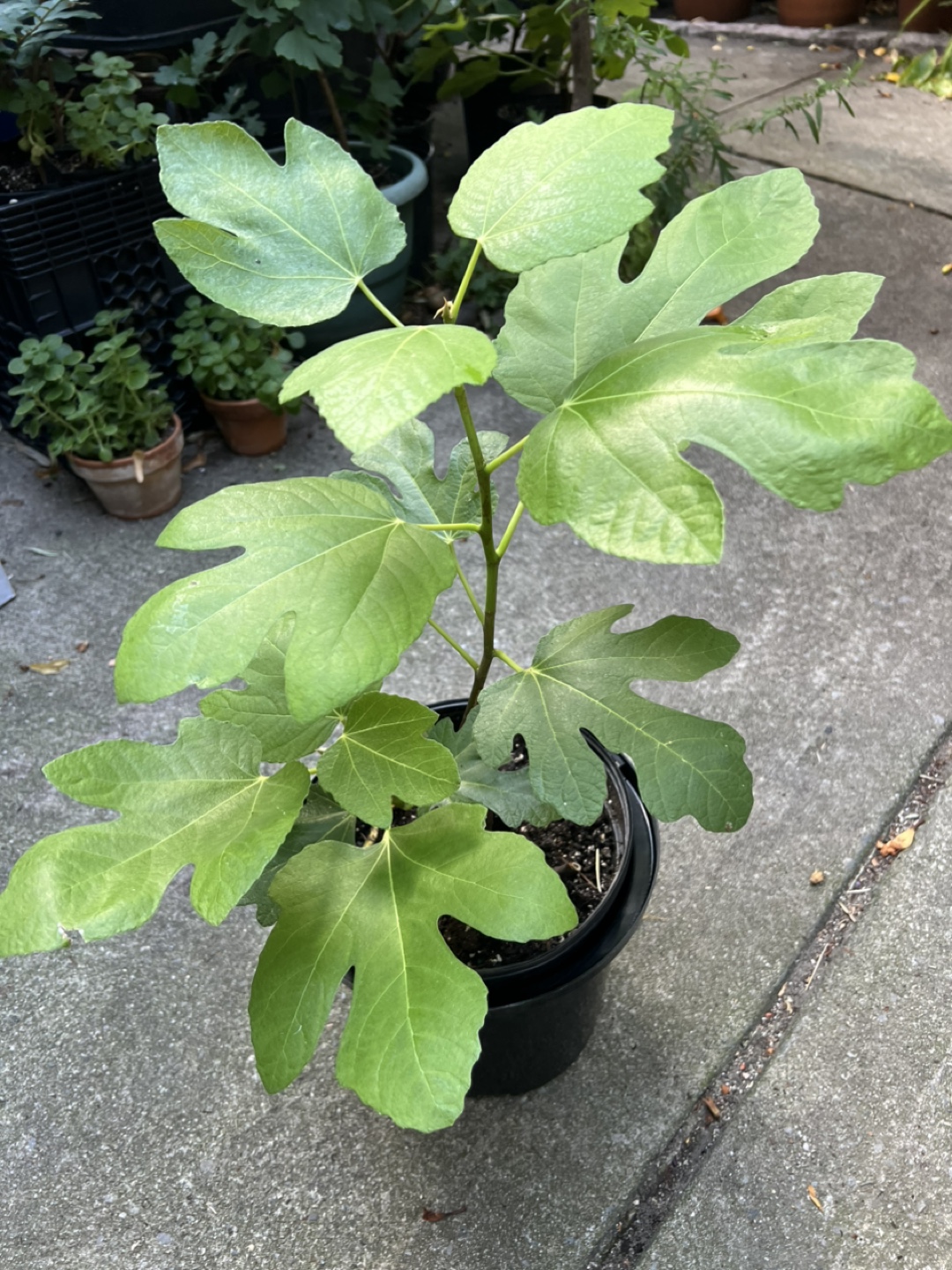 Fig Tree(Brooklyn White)